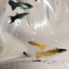 Guppy Grab Bag