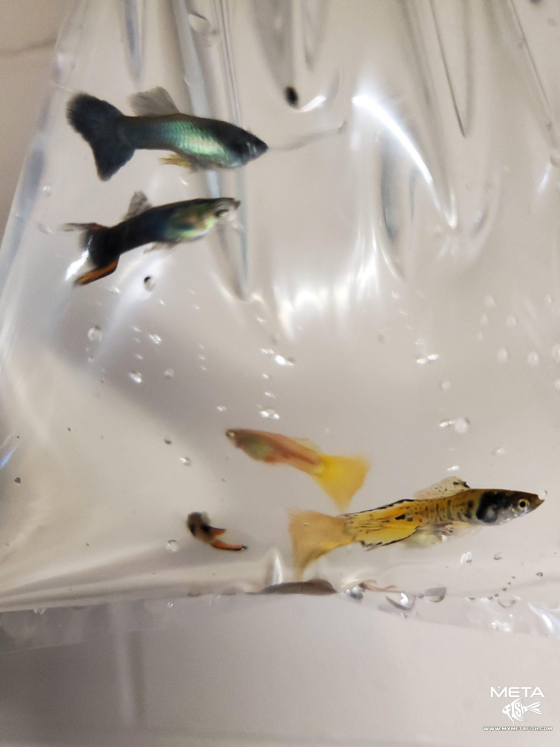 Guppies and Endlers Guppy Grab Bag