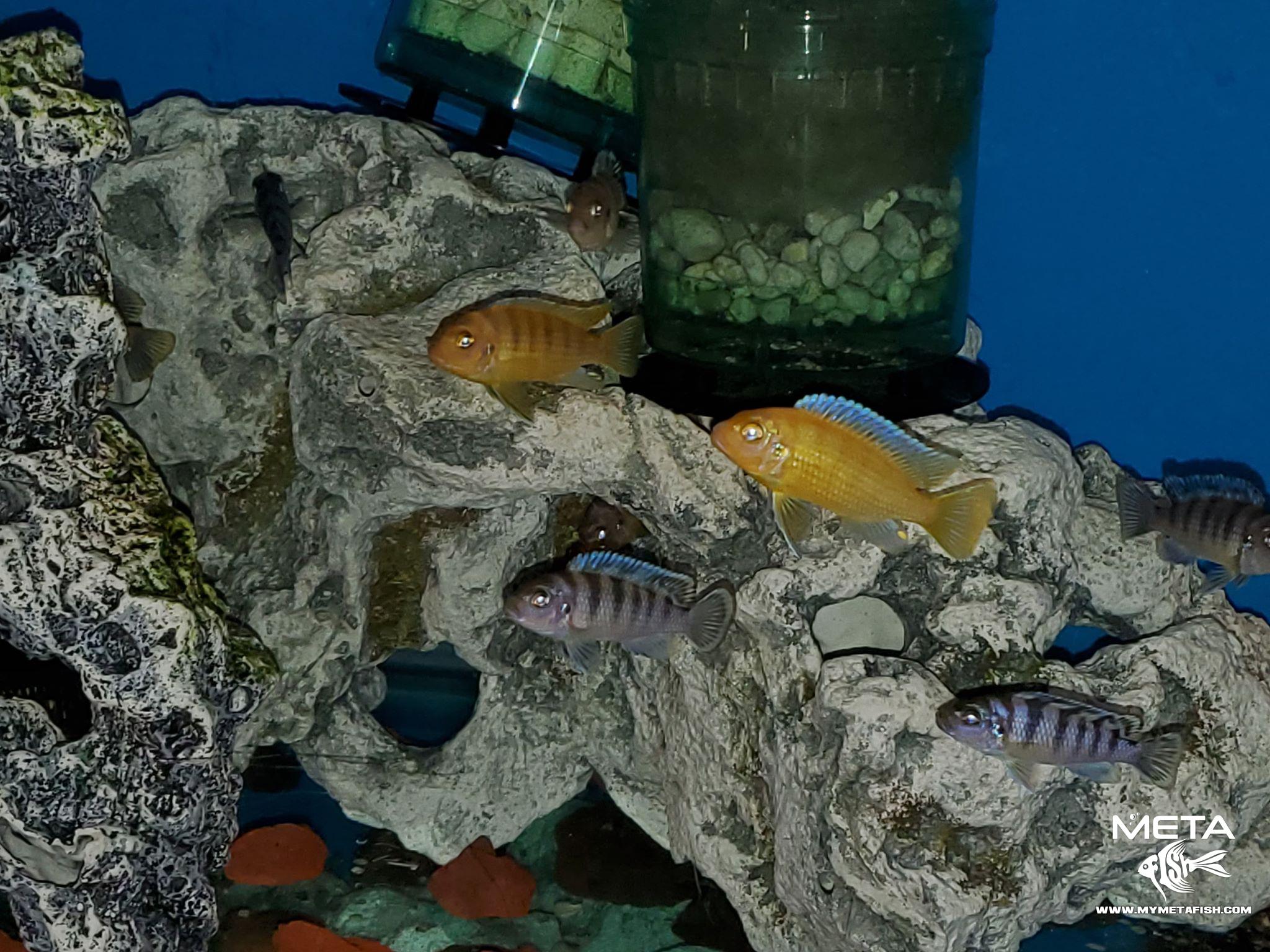 90100200_189121522536132_9080878989207142400_n