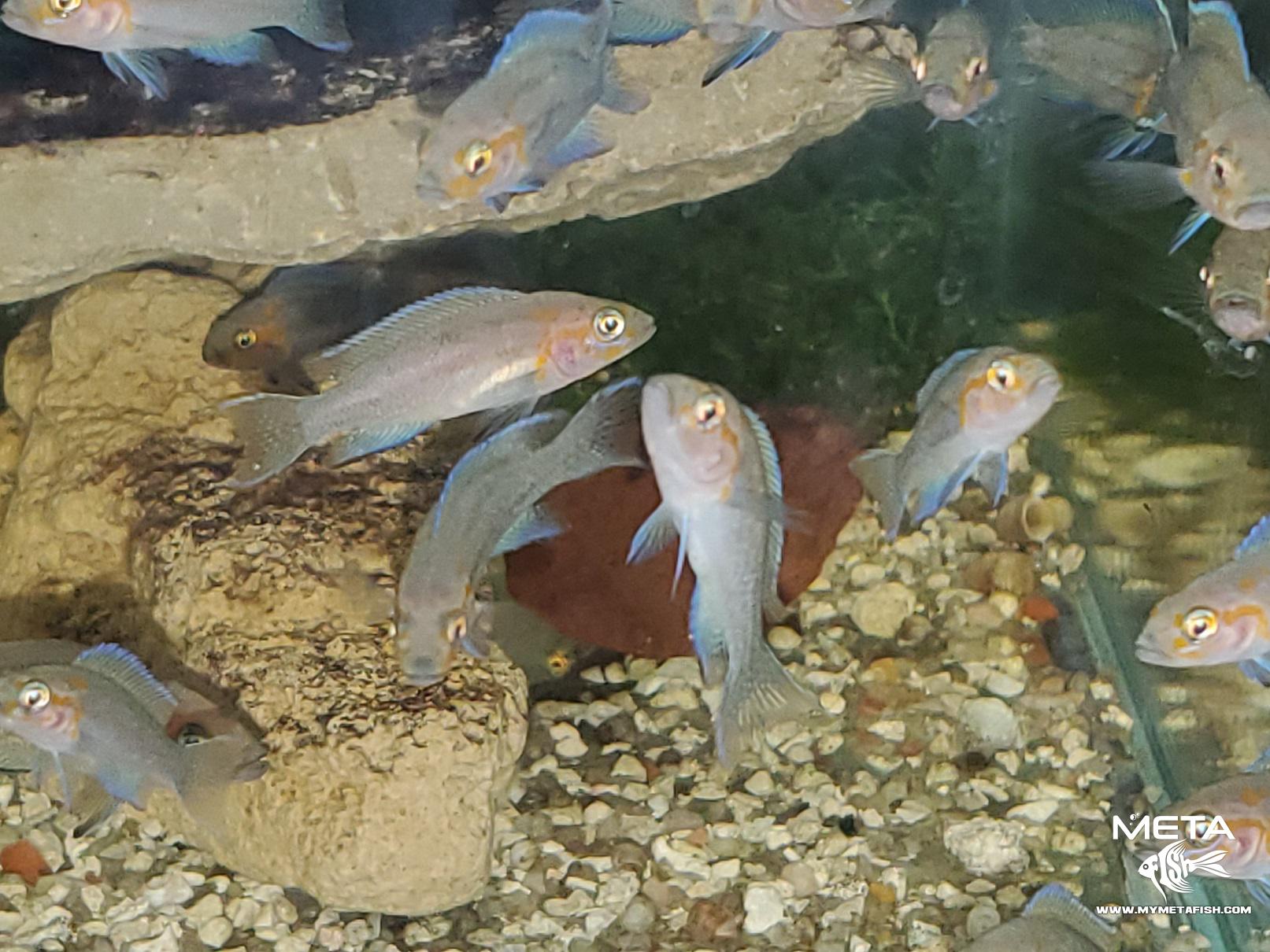 Brichardi Cygnus Rare Tanganikan Juvenillie - Meta Fish