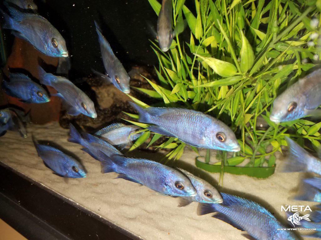 Cyrtocara-Moorii-1-1024x768