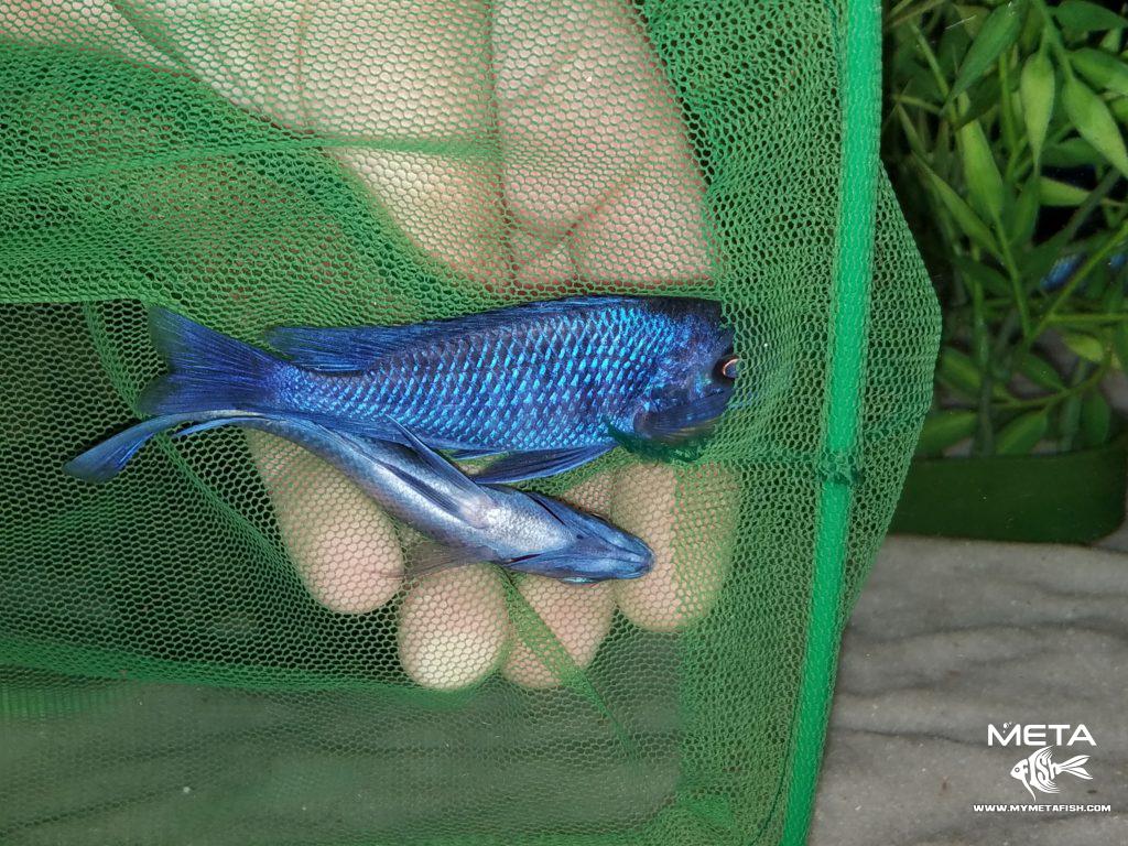 Cyrtocara-Moorii-2-1024x768