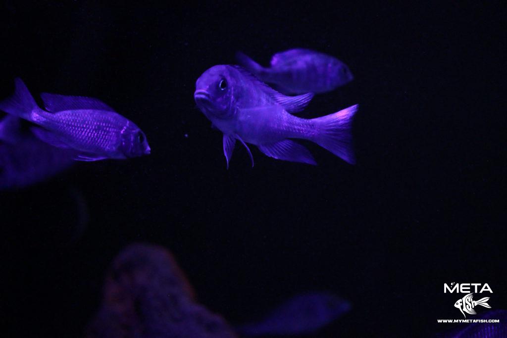 Cyrtocara-Moorii-Blue-1-1024x683
