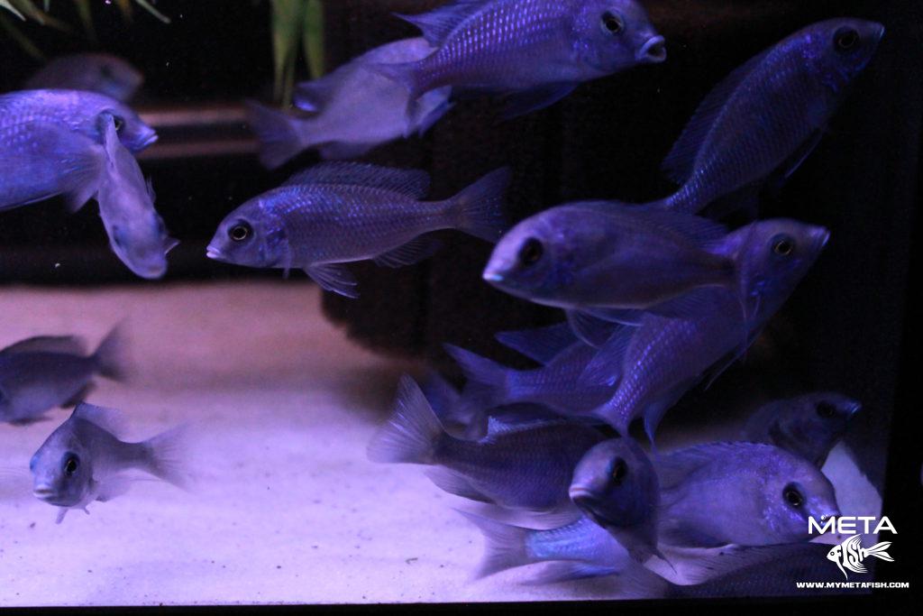 Cyrtocara-Moorii-Blue-2-1024x683