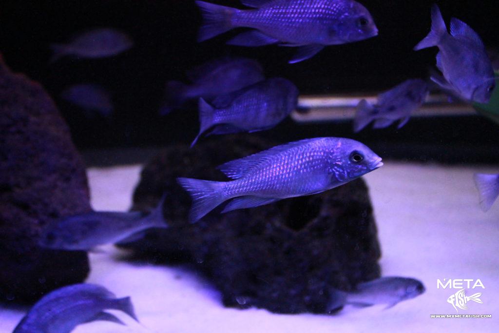 Cyrtocara-Moorii-Blue-3-1024x683
