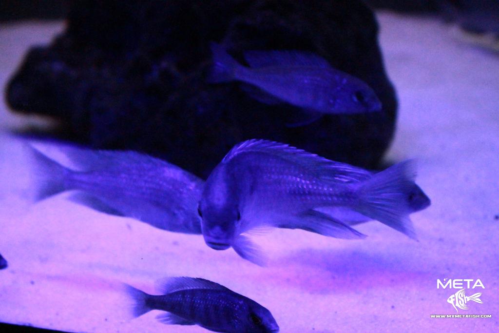 Cyrtocara-Moorii-Blue-4-1024x683