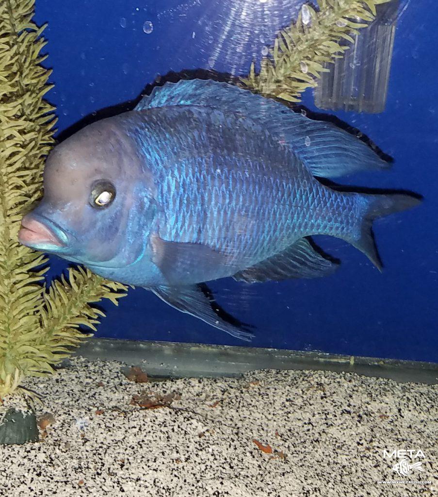 Cyrtocara-Moorii-Sire-903x1024