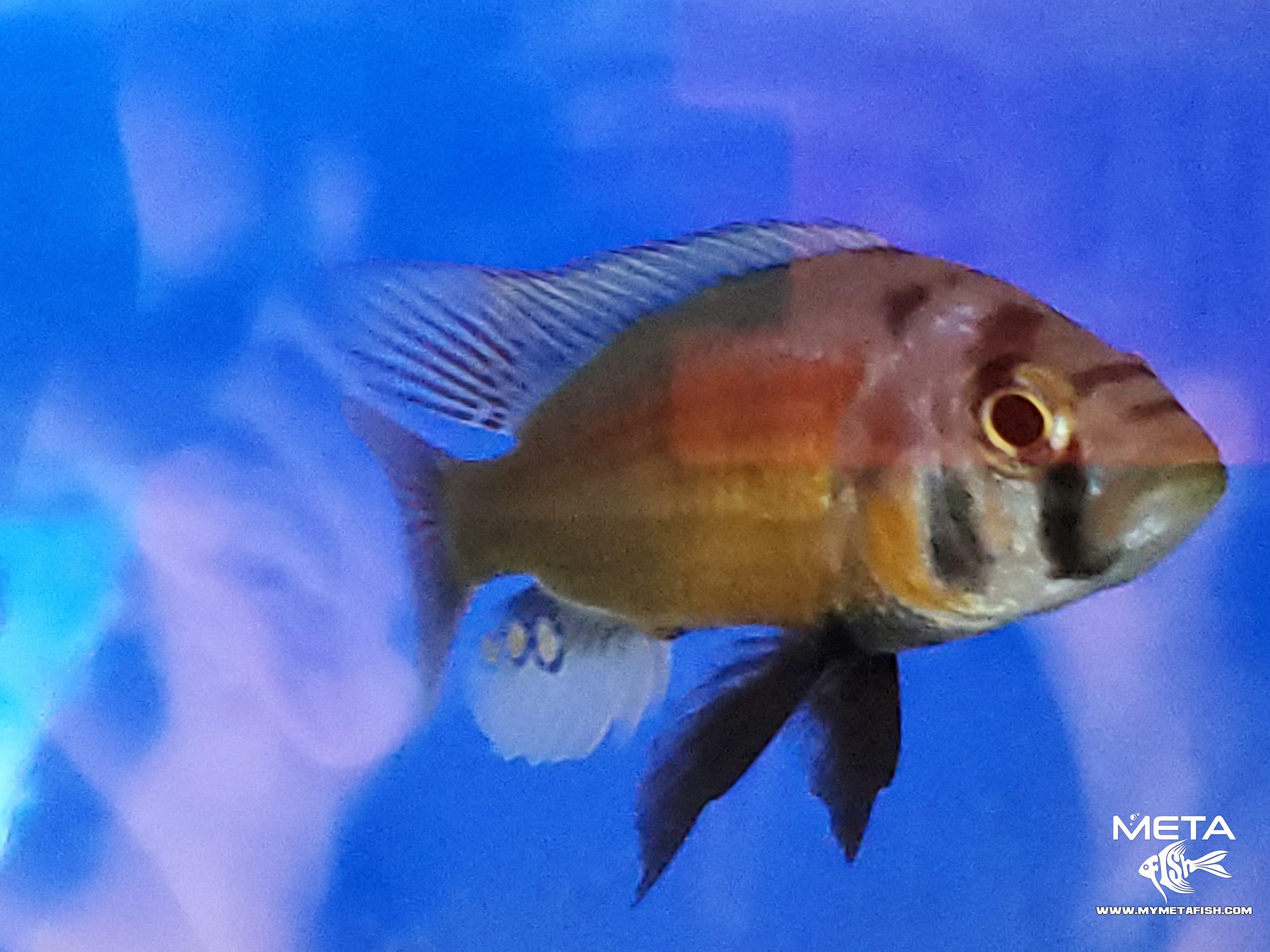 Fire Uganda Victorian Hap (1)