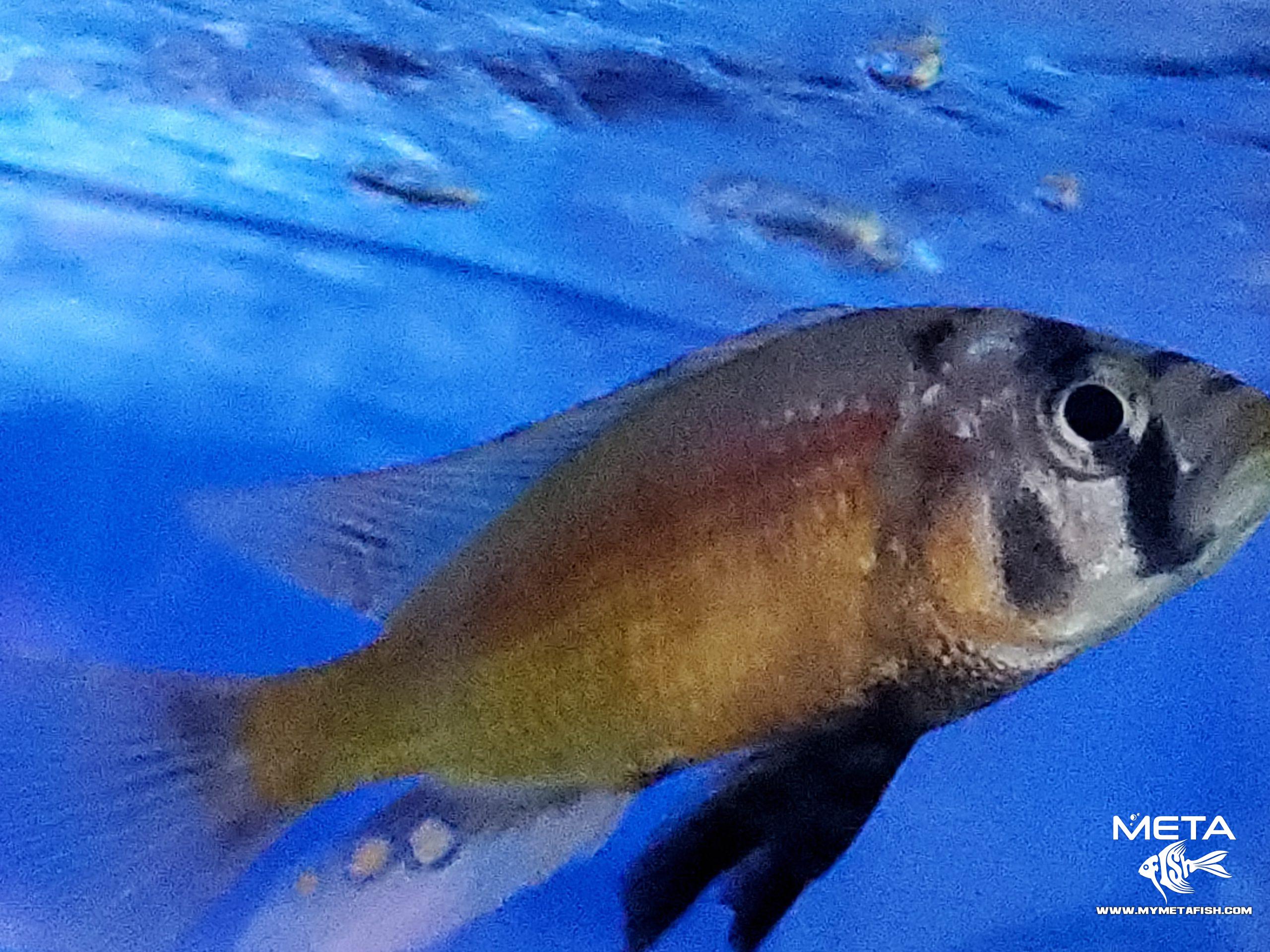 Fire Uganda Victorian Hap (10)