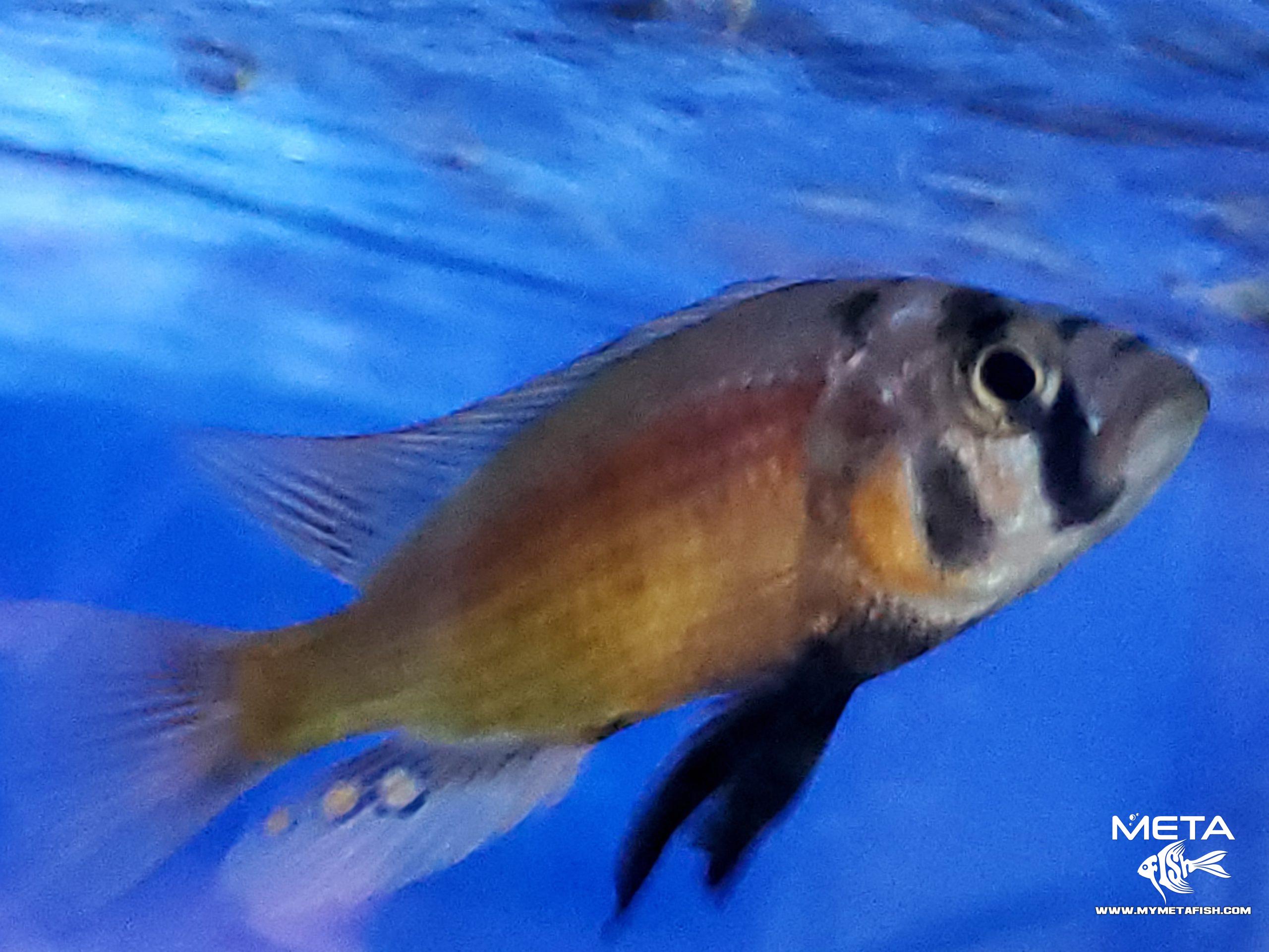 Fire Uganda Victorian Hap (11)