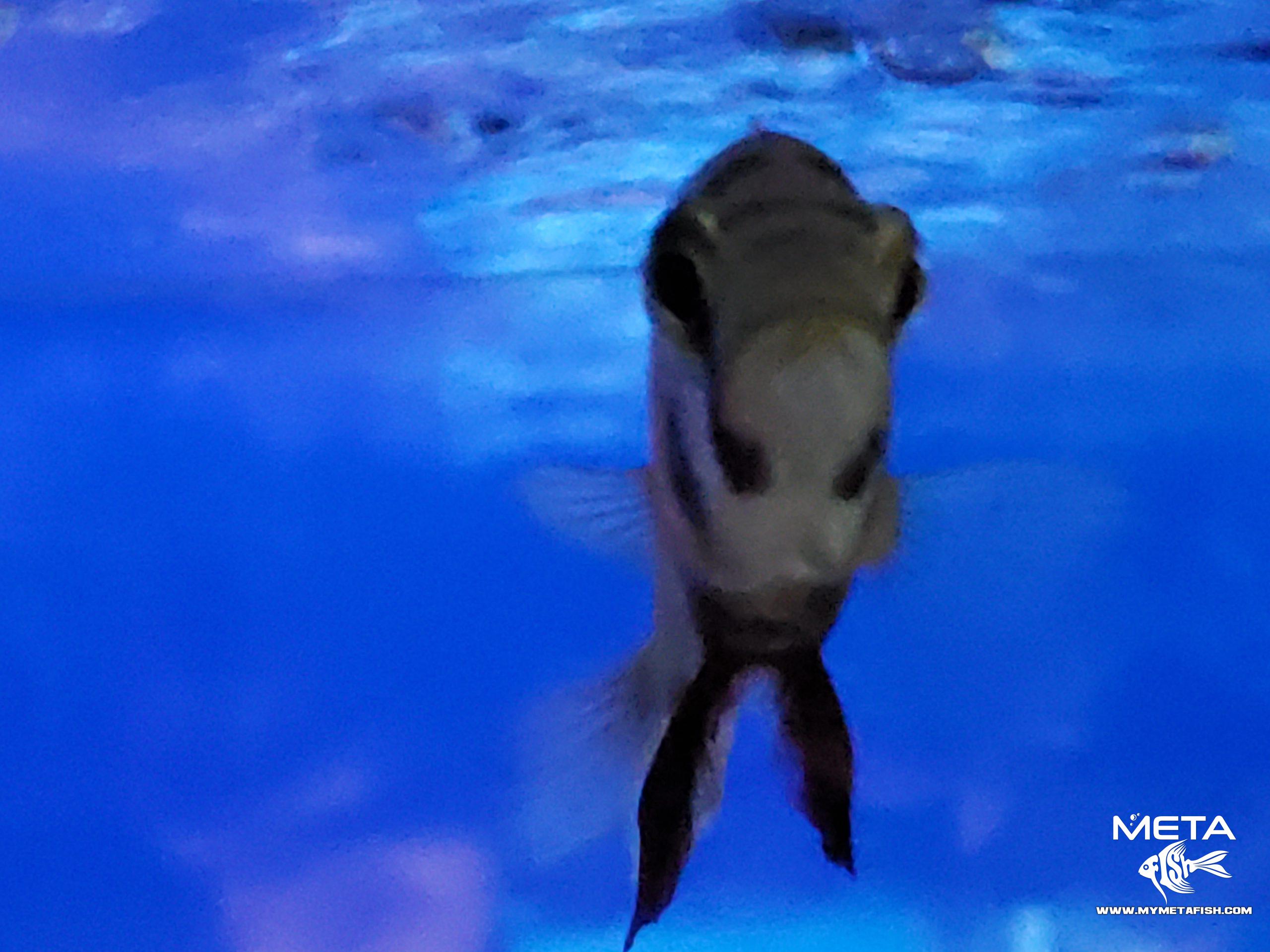 Fire Uganda Victorian Hap (12)