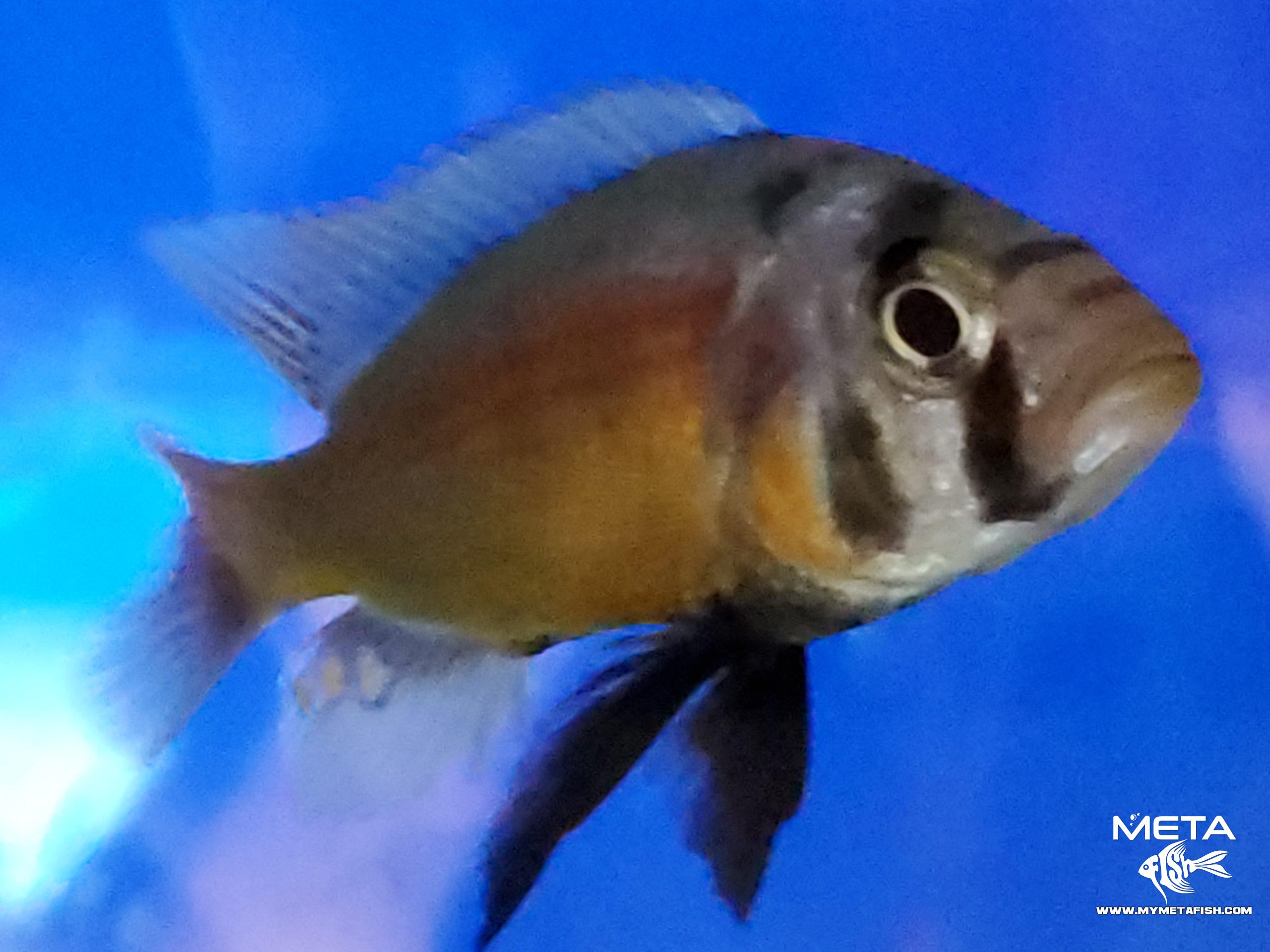 Fire Uganda Victorian Hap (13)