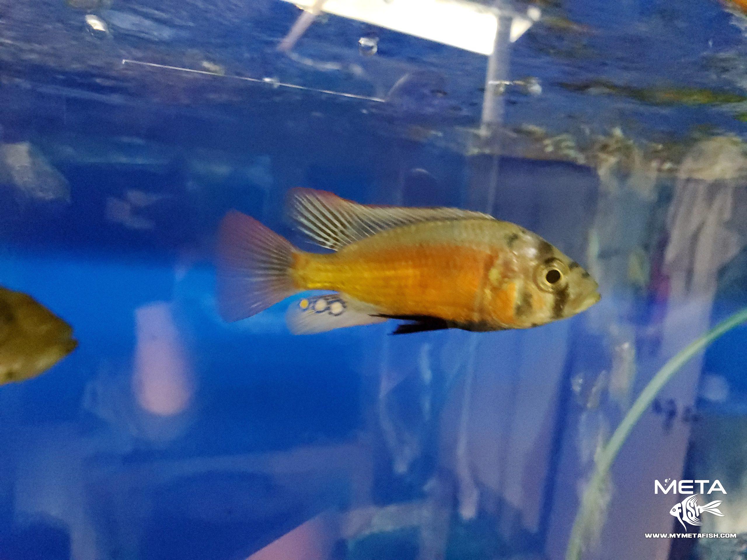 Fire Uganda Victorian Hap (2)