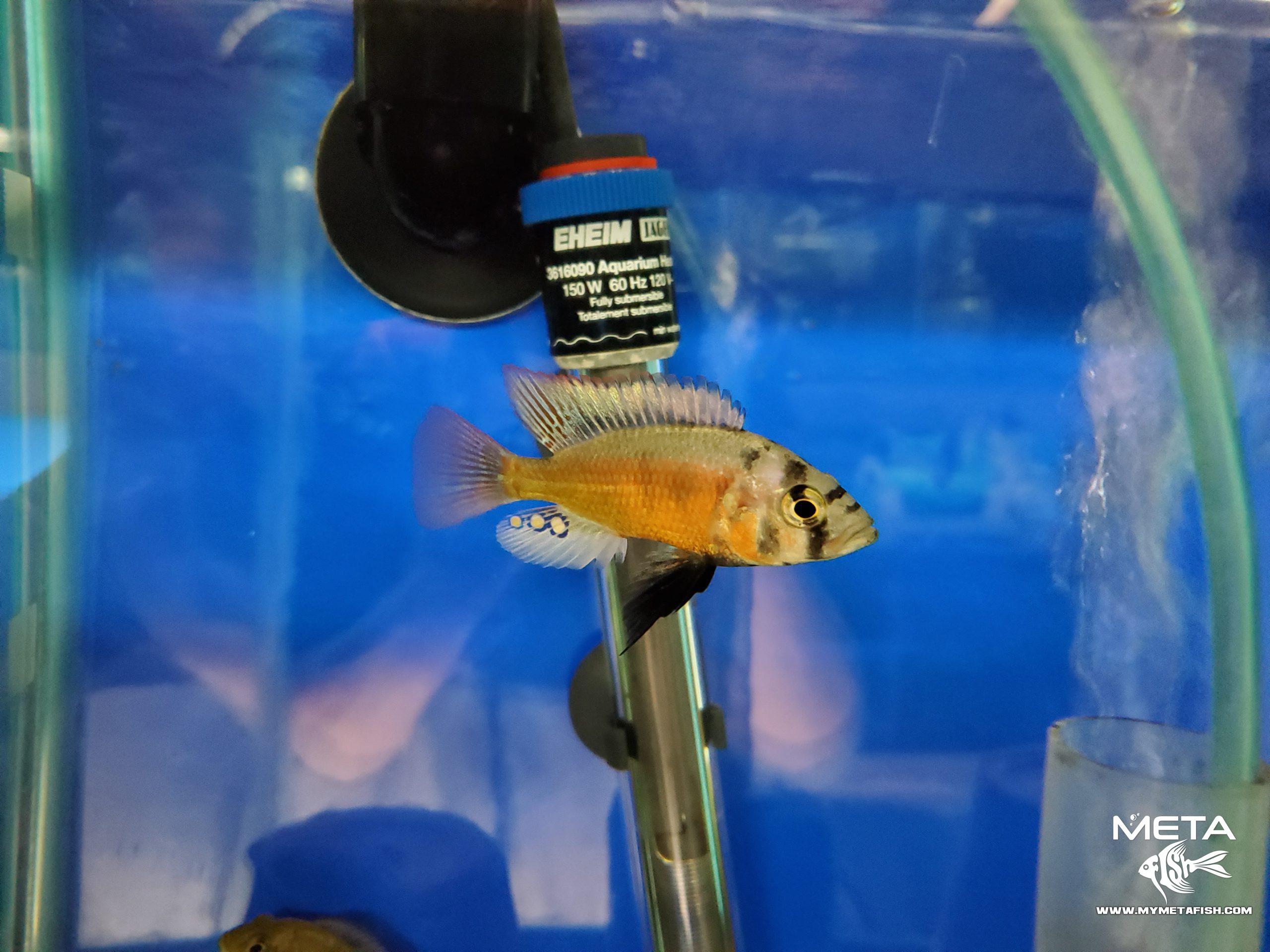 Fire Uganda Victorian Hap (3)