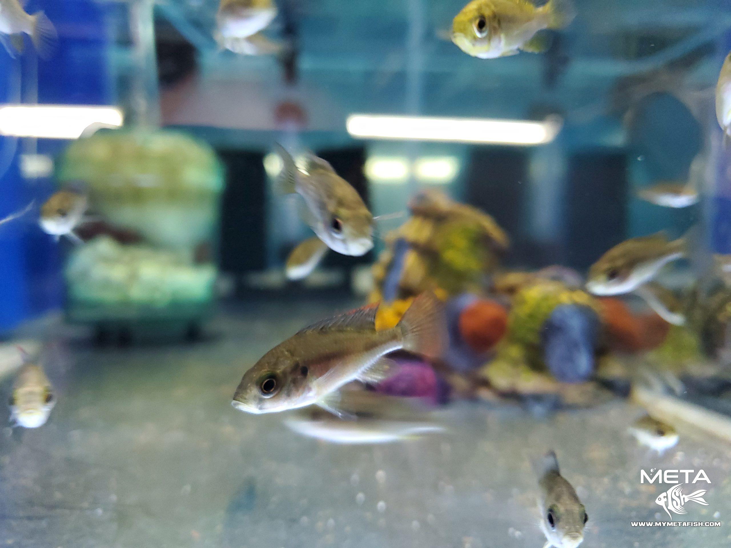 Fire Uganda Victorian Hap (4)