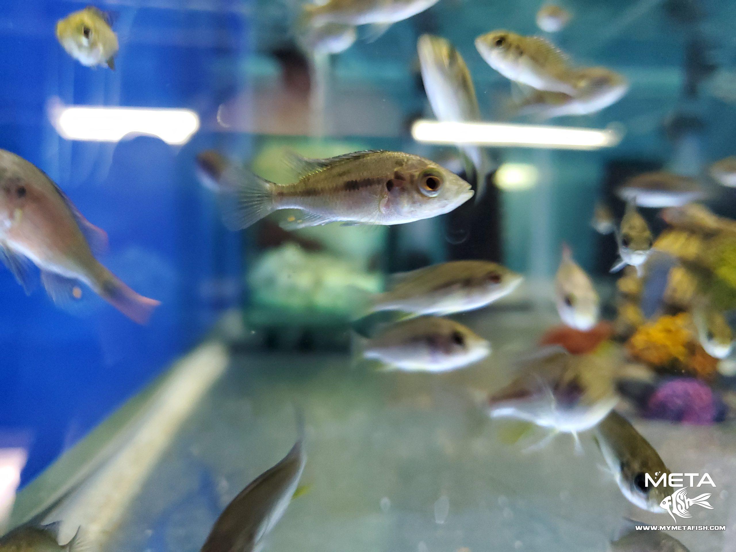 Fire Uganda Victorian Hap (5)