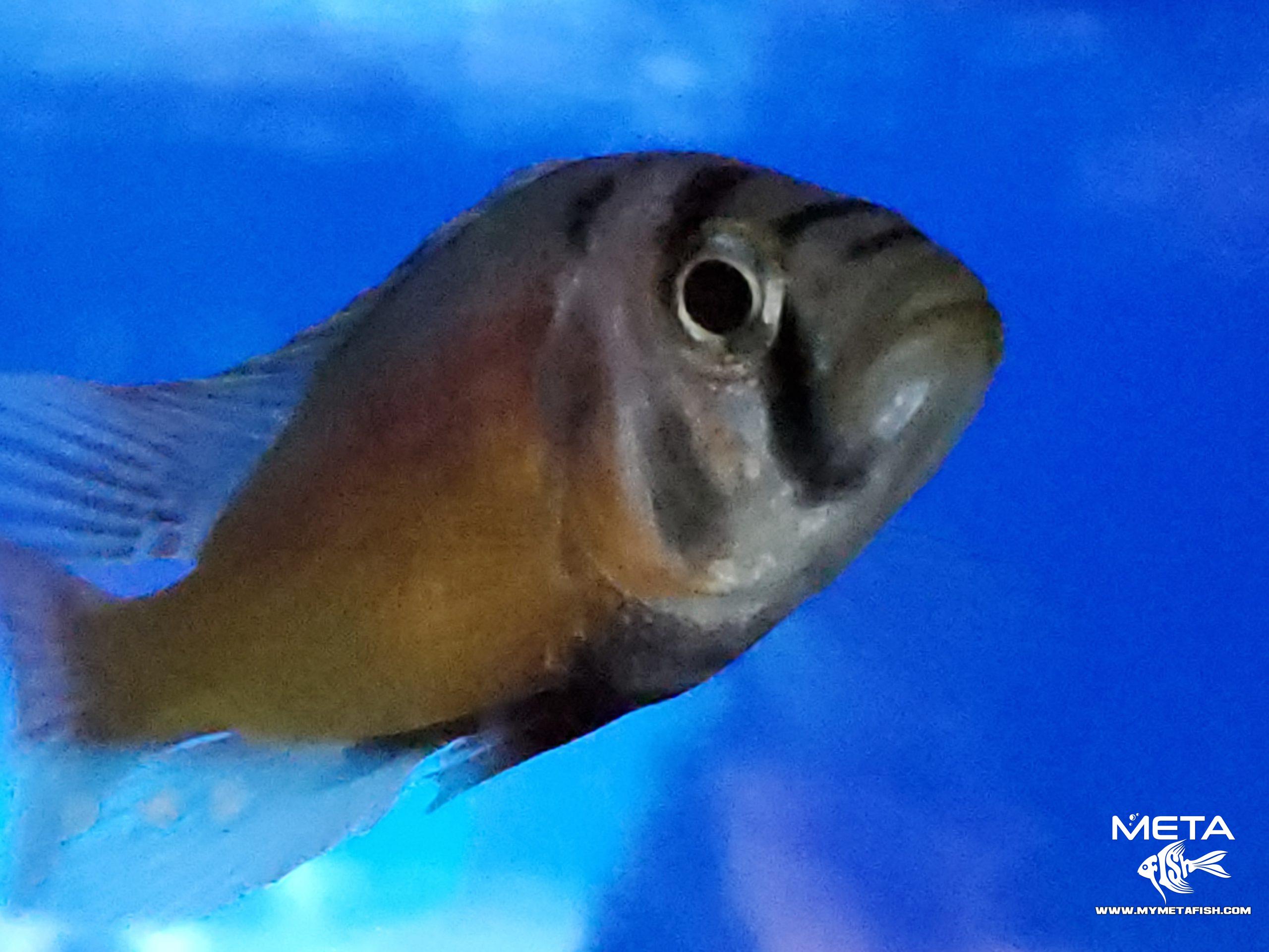 Fire Uganda Victorian Hap (6)