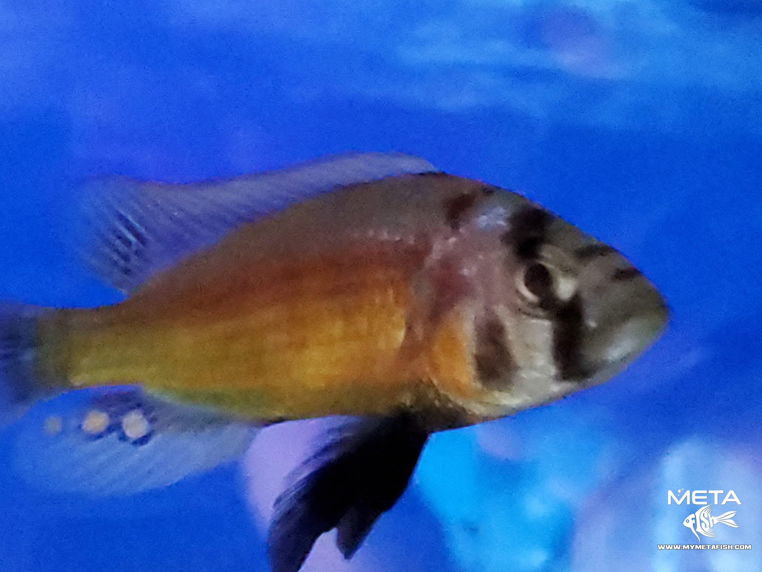 Fire Uganda Victorian Hap (7)