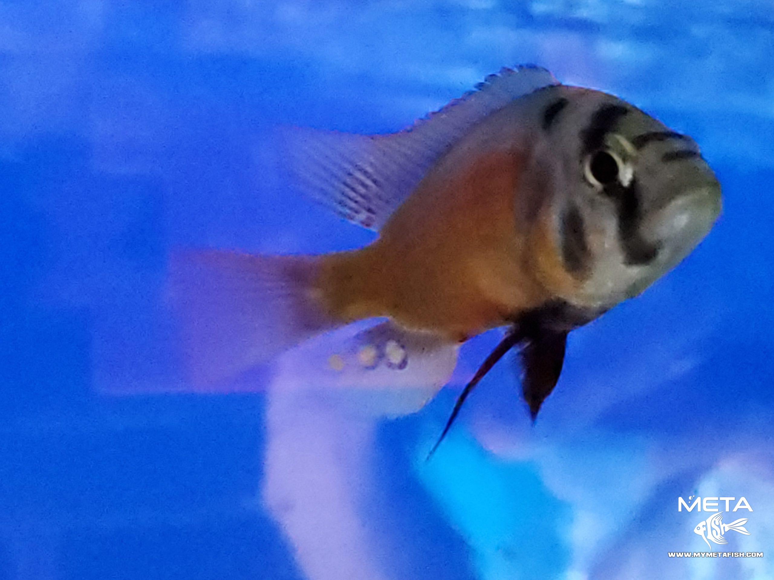 Fire Uganda Victorian Hap (8)