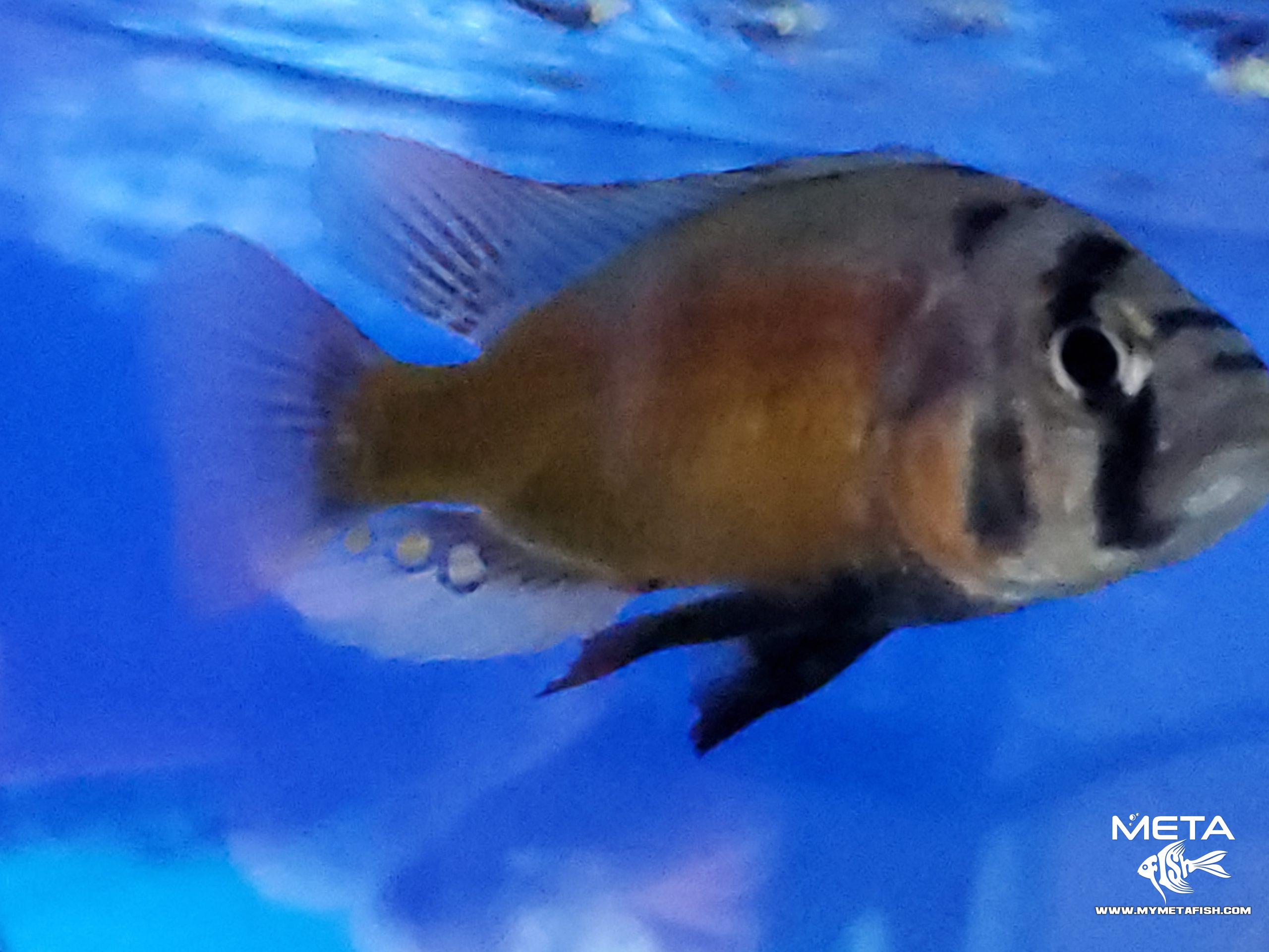 Fire Uganda Victorian Hap (9)