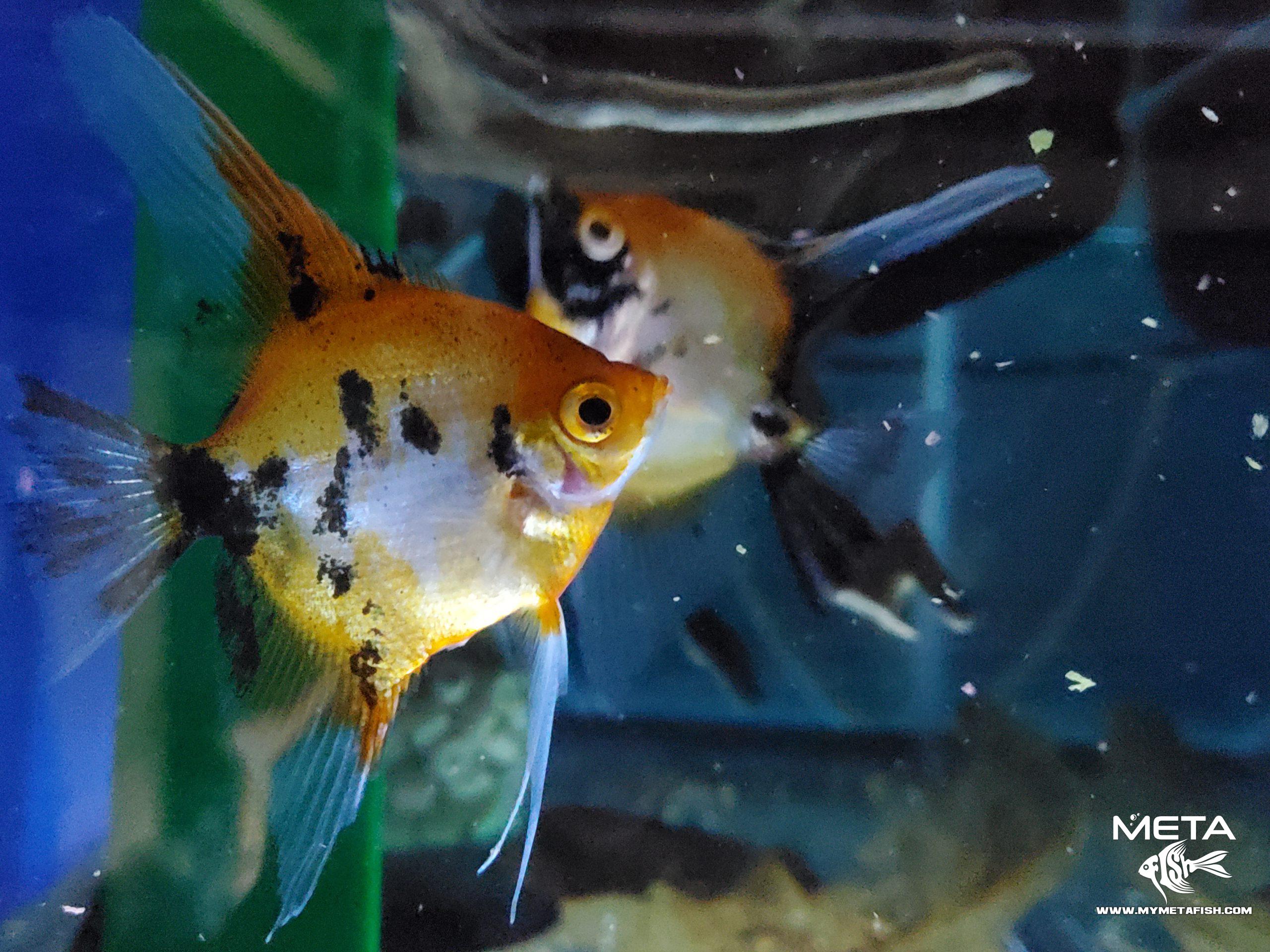 Koi Angel Fish Breeders (2)