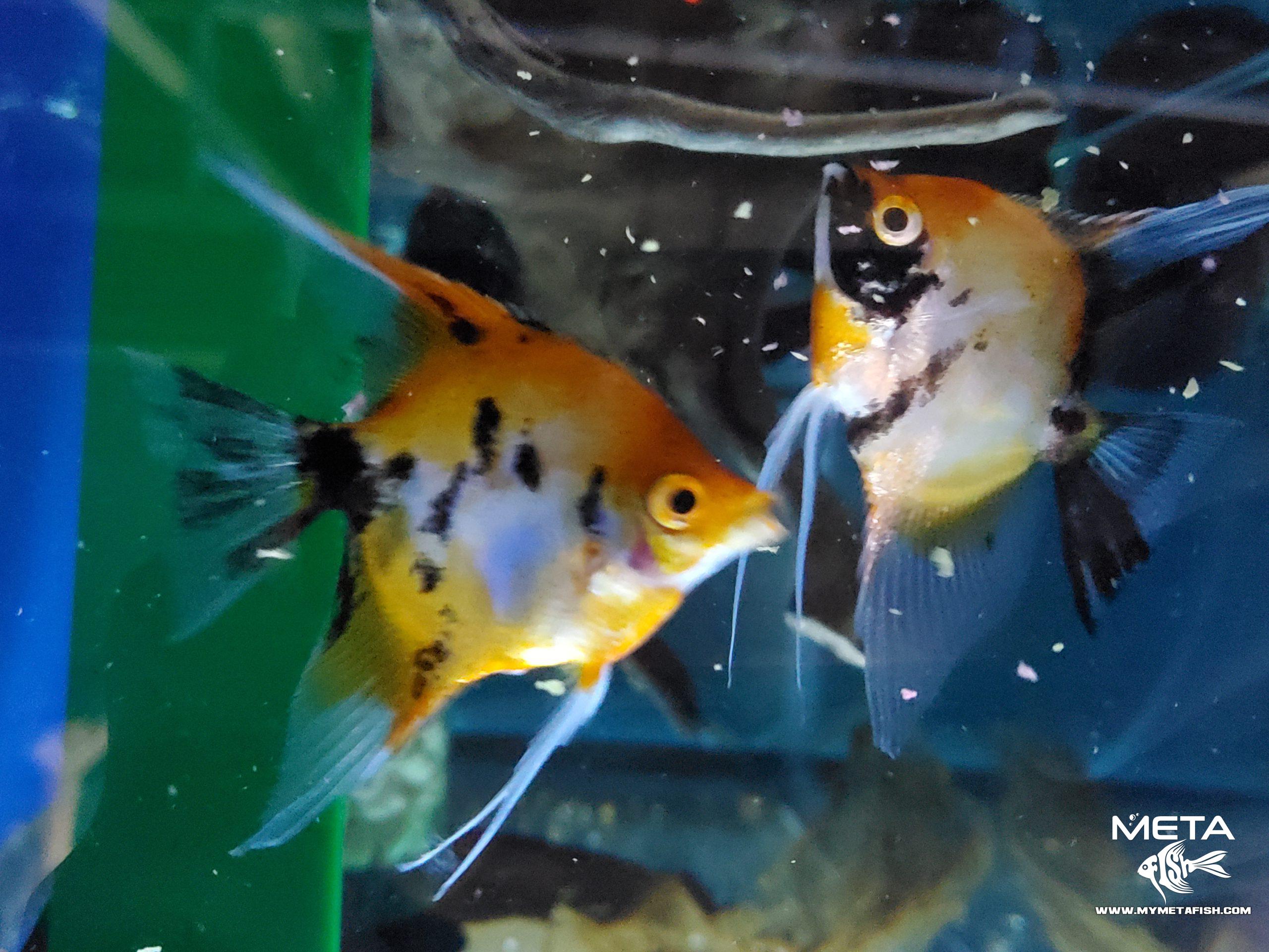 Koi Angel Fish Breeders (3)