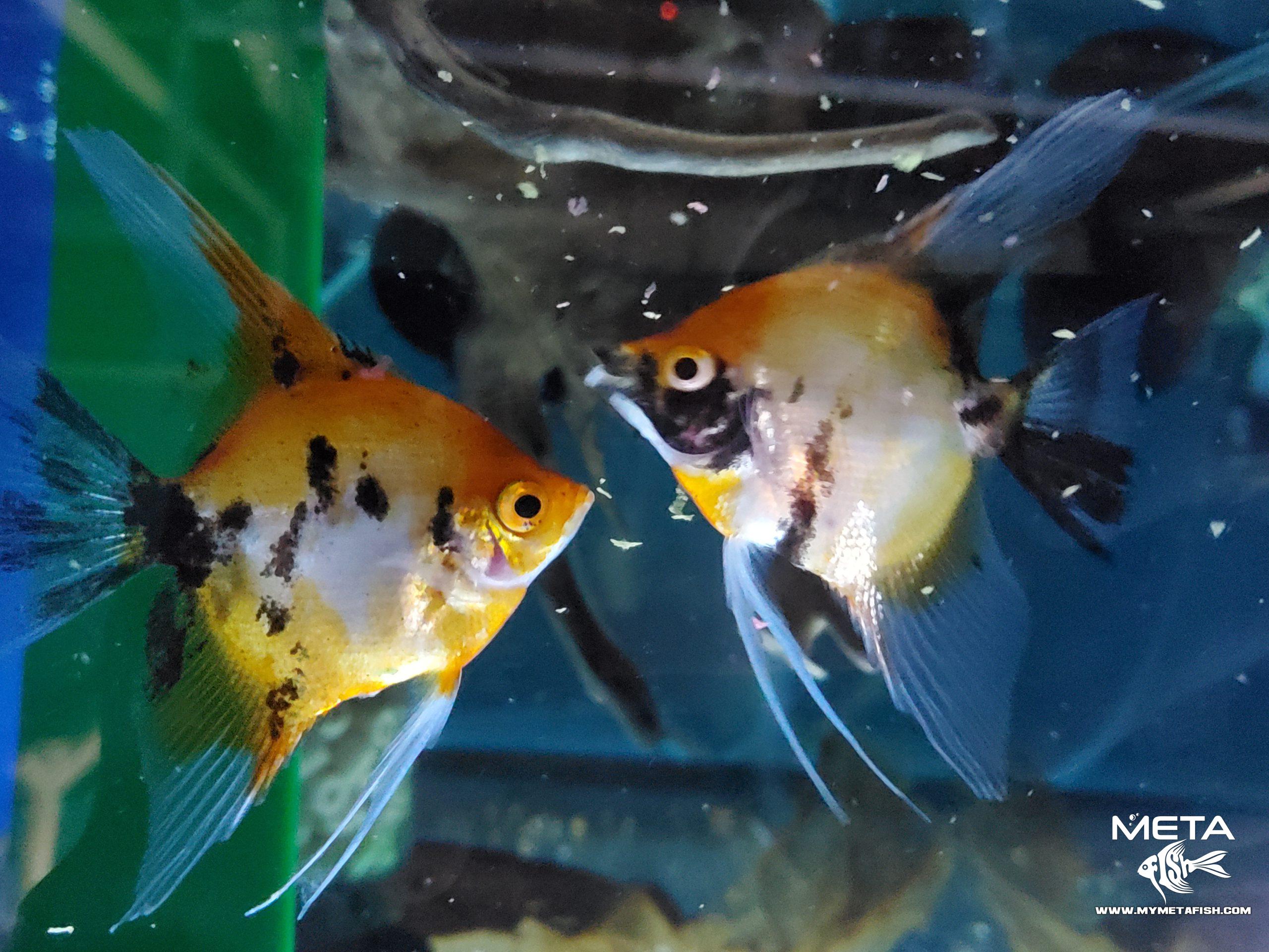 Koi Angel Fish Breeders (4)