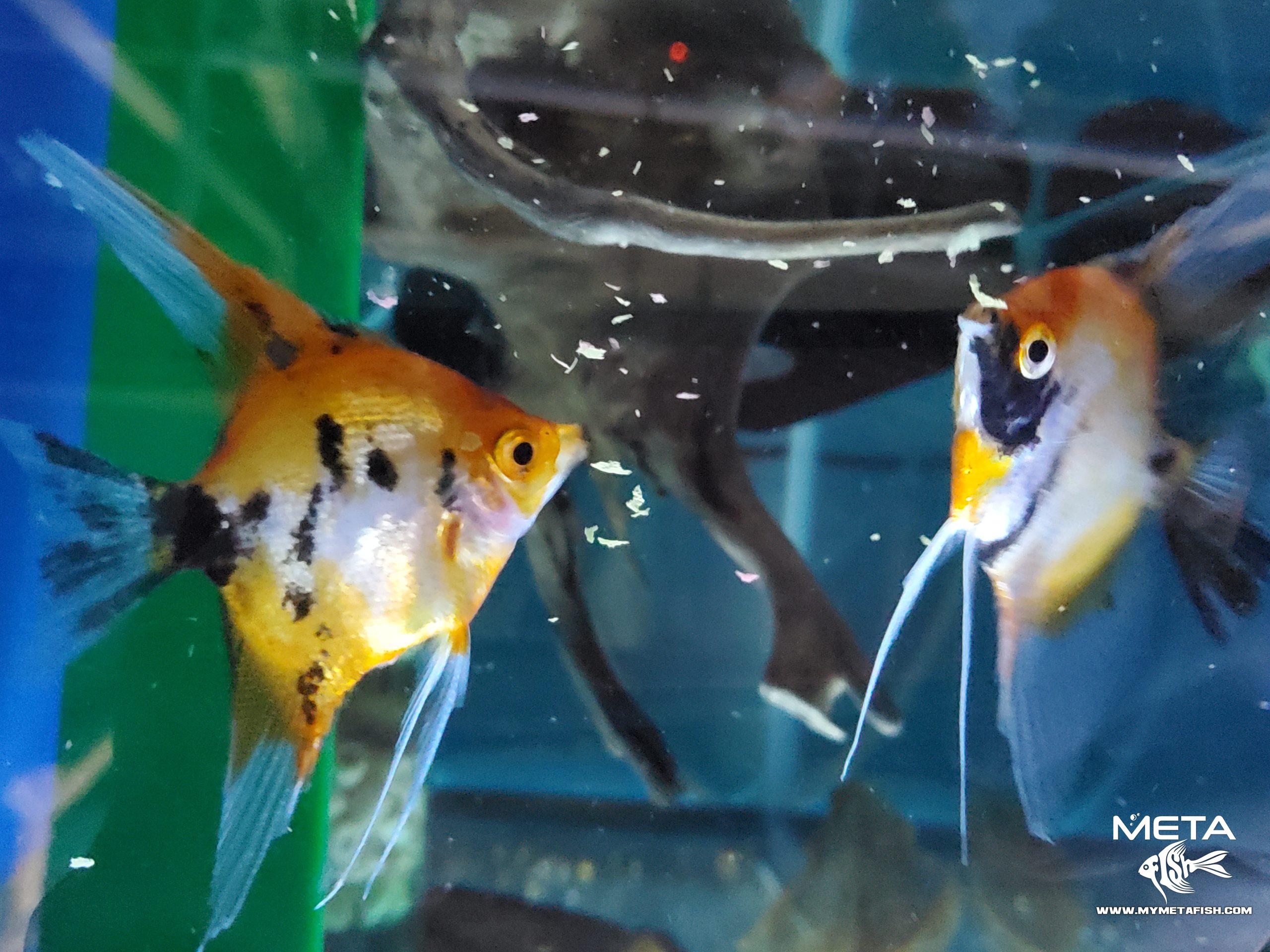 Koi Angel Fish Breeders (5)
