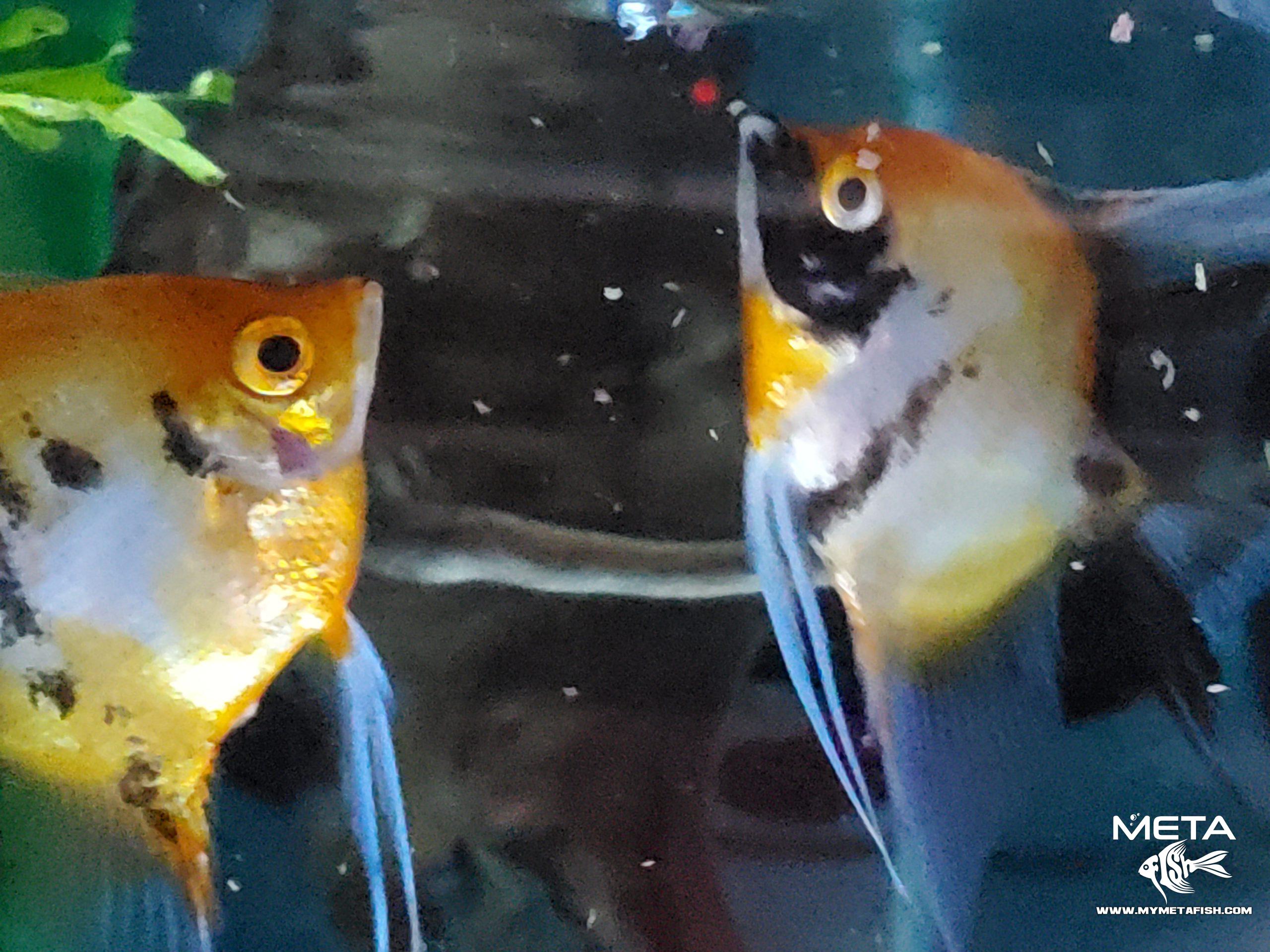 Koi Angel Fish Breeders (6)