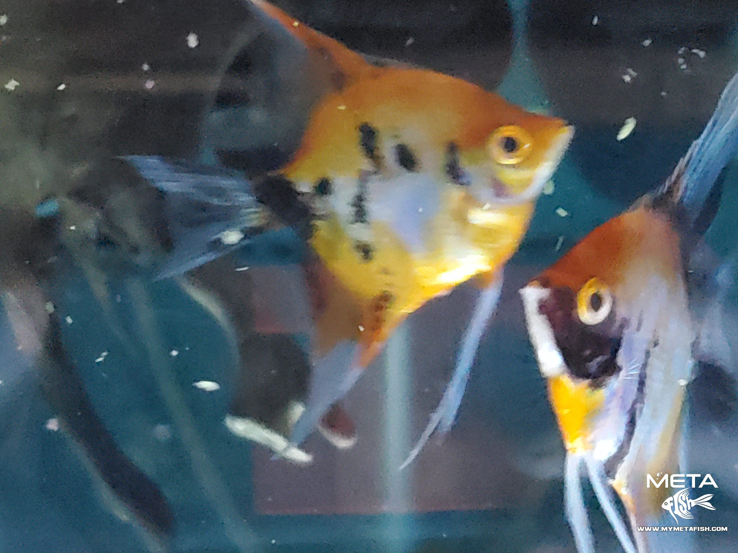 Koi Angel Fish Breeders (7)