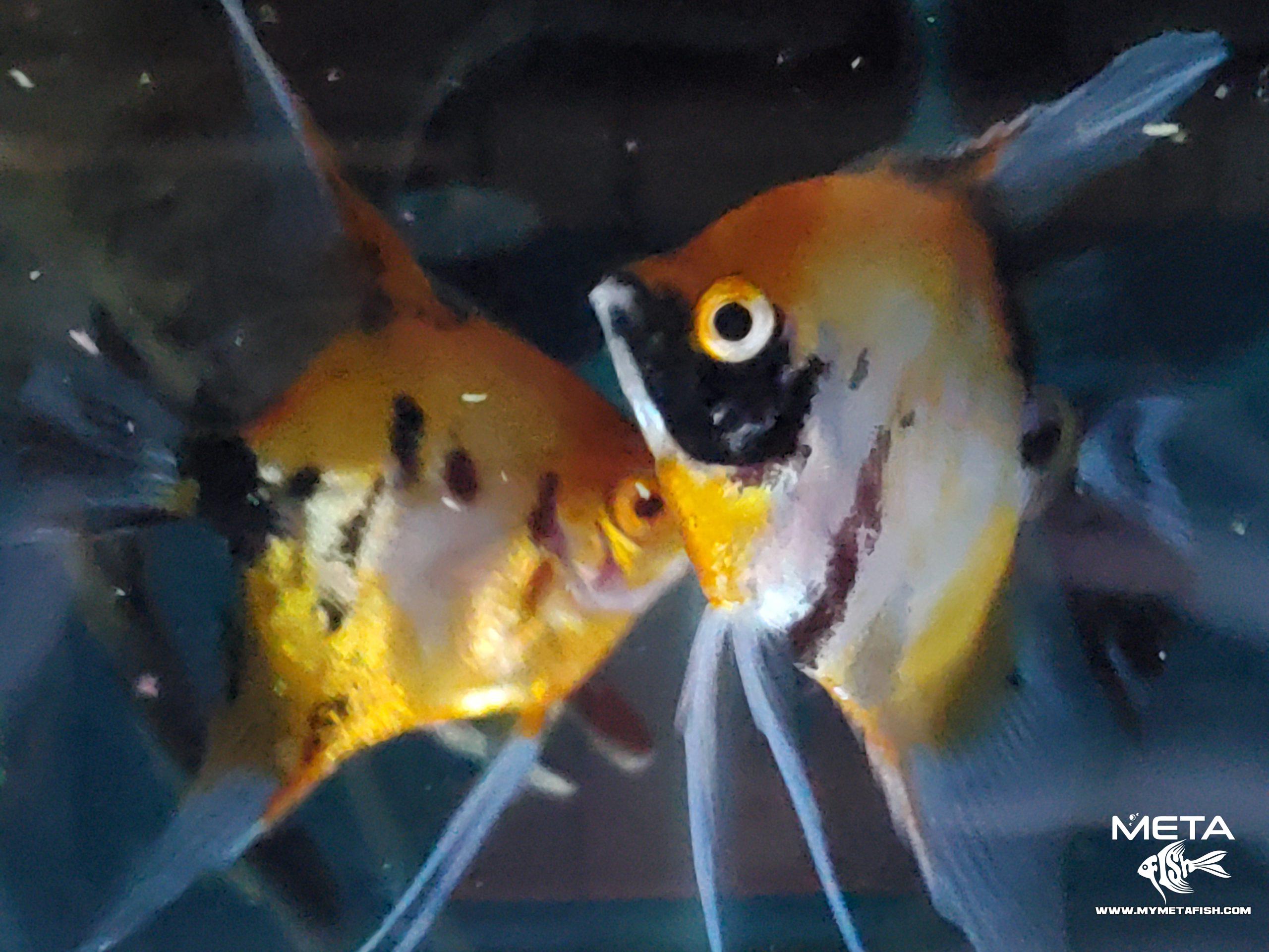 Koi Angel Fish Breeders (8)