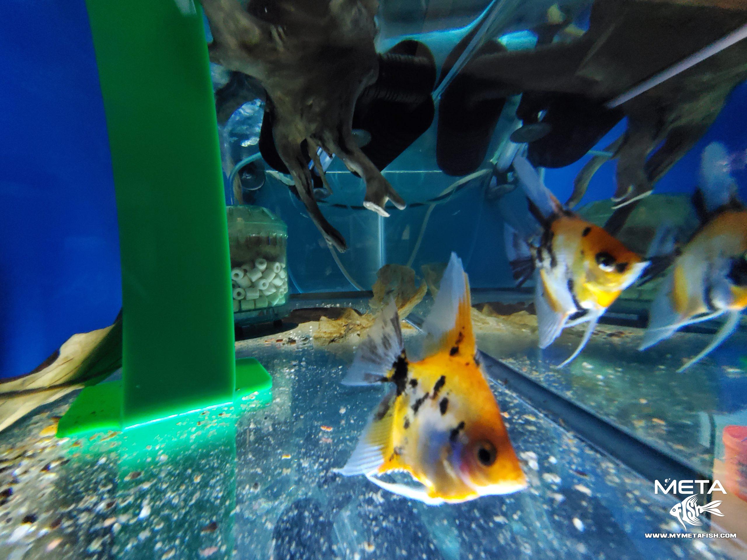 Koi Angel Fish Breeders (9)