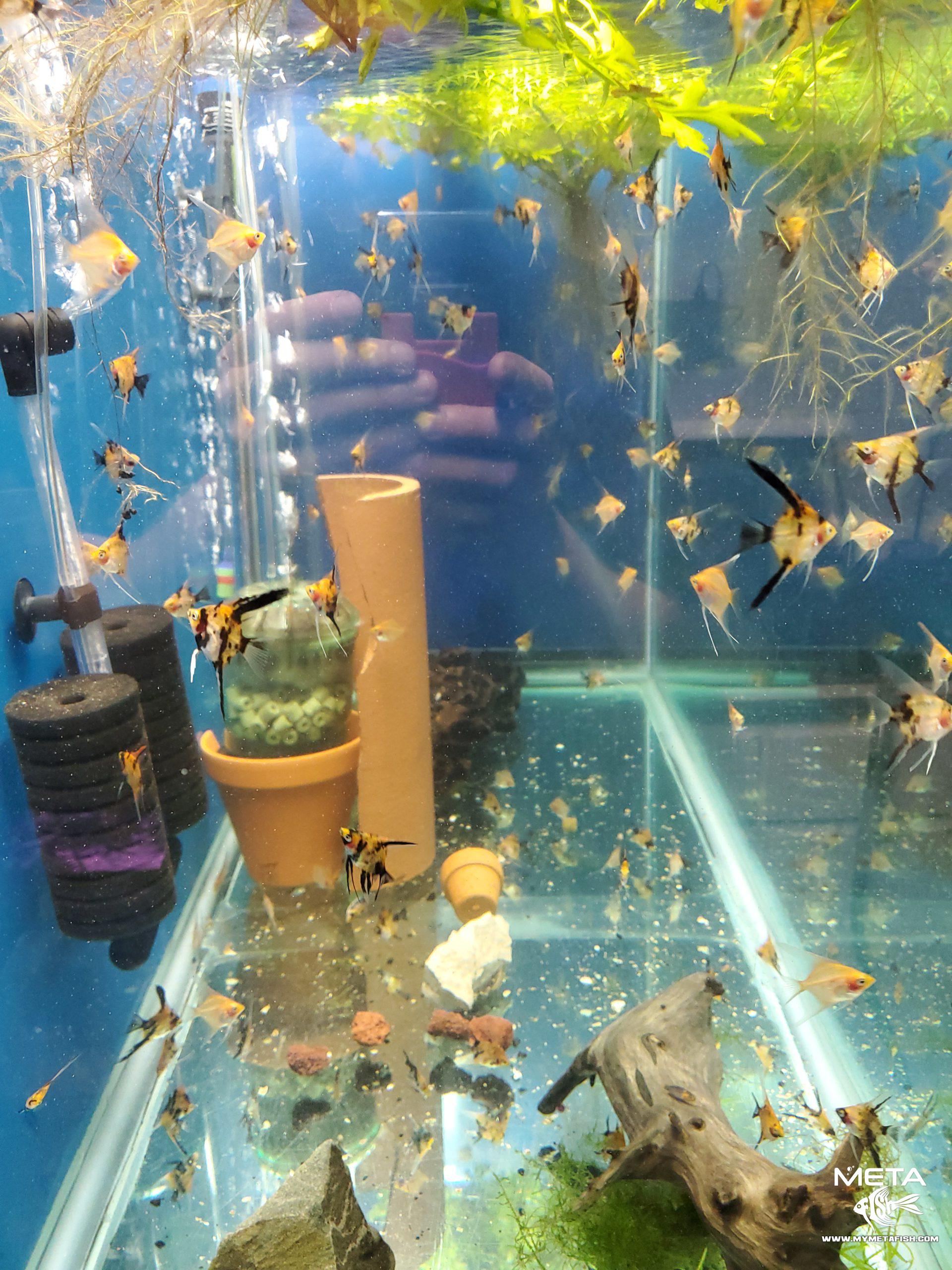 Koi Angelfish - For Sale (1)