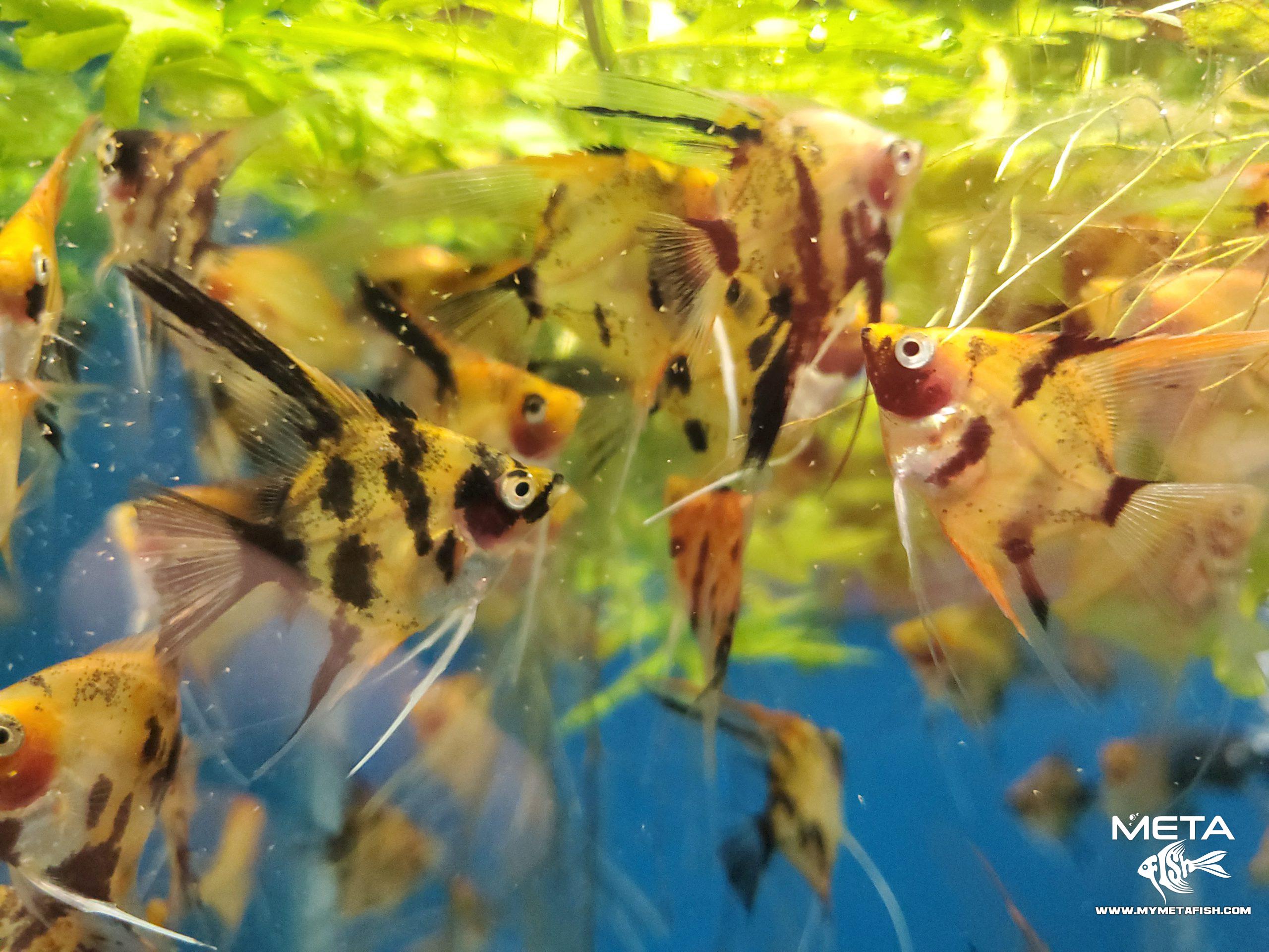 Koi Angelfish - For Sale (10)