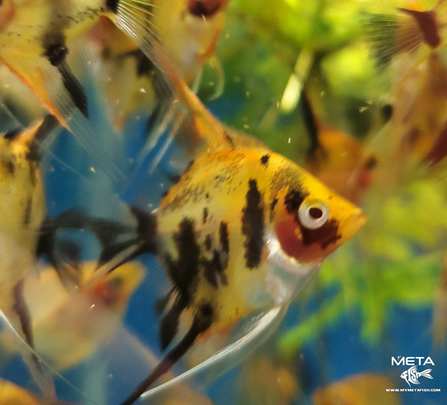 Koi Angelfish - For Sale (12)