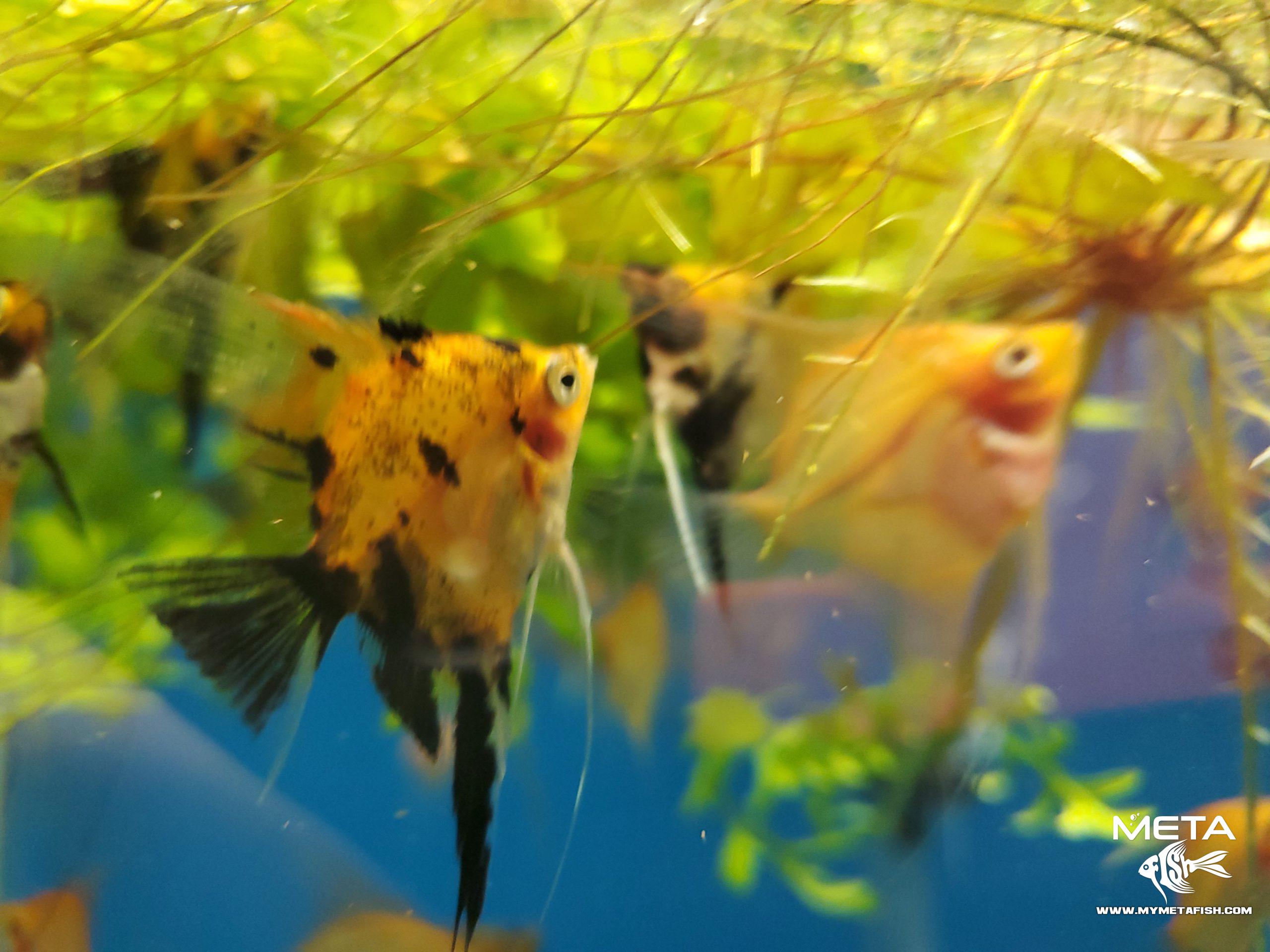 Koi Angelfish - For Sale (13)