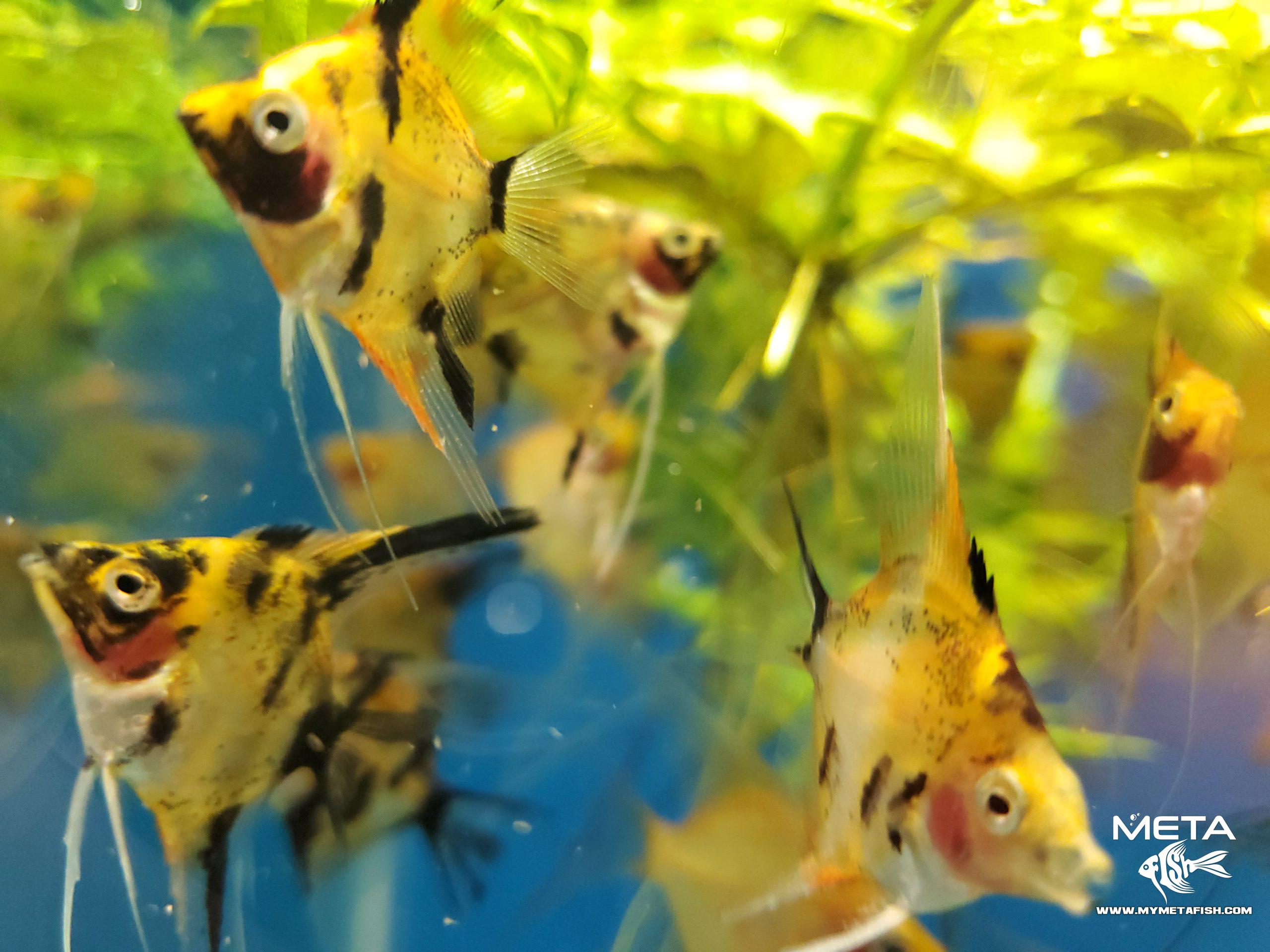 Koi Angelfish - For Sale (14)