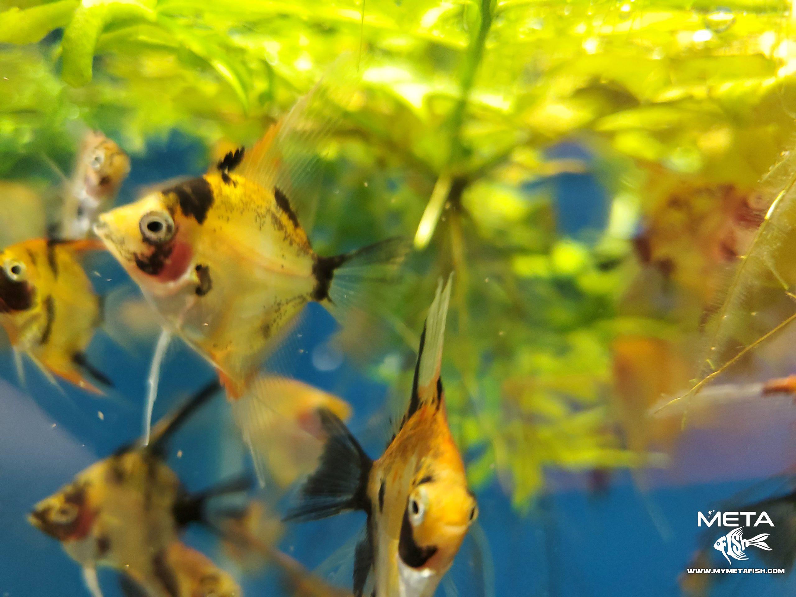 Koi Angelfish - For Sale (15)