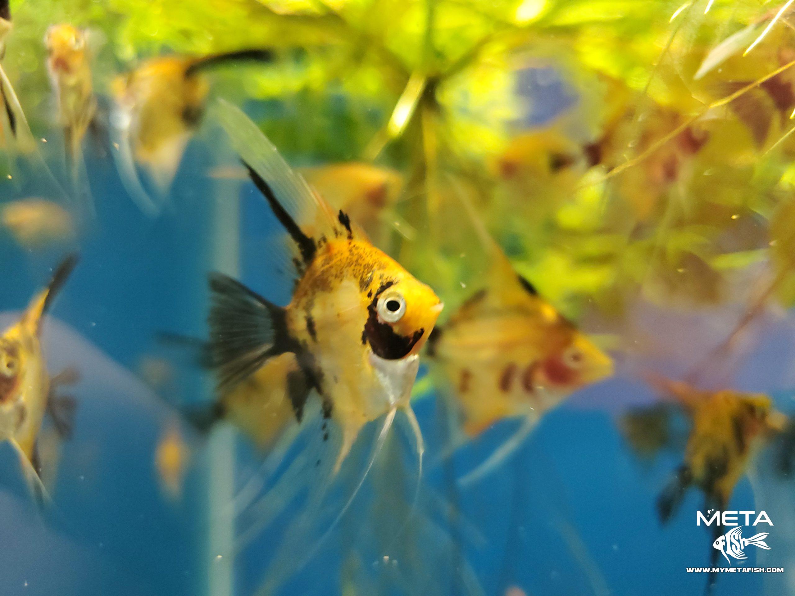 Koi Angelfish - For Sale (16)