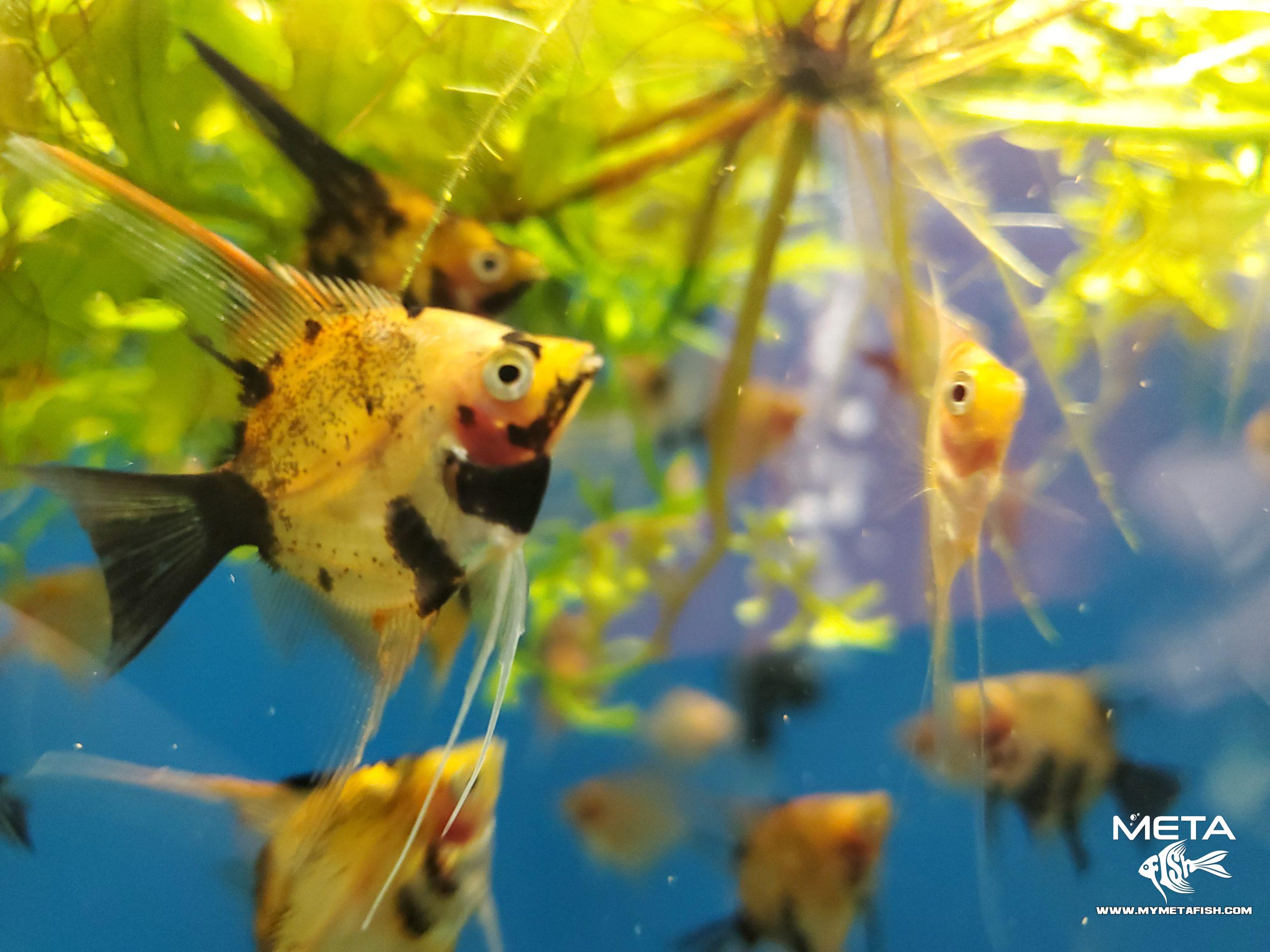 Koi Angelfish - For Sale (17)