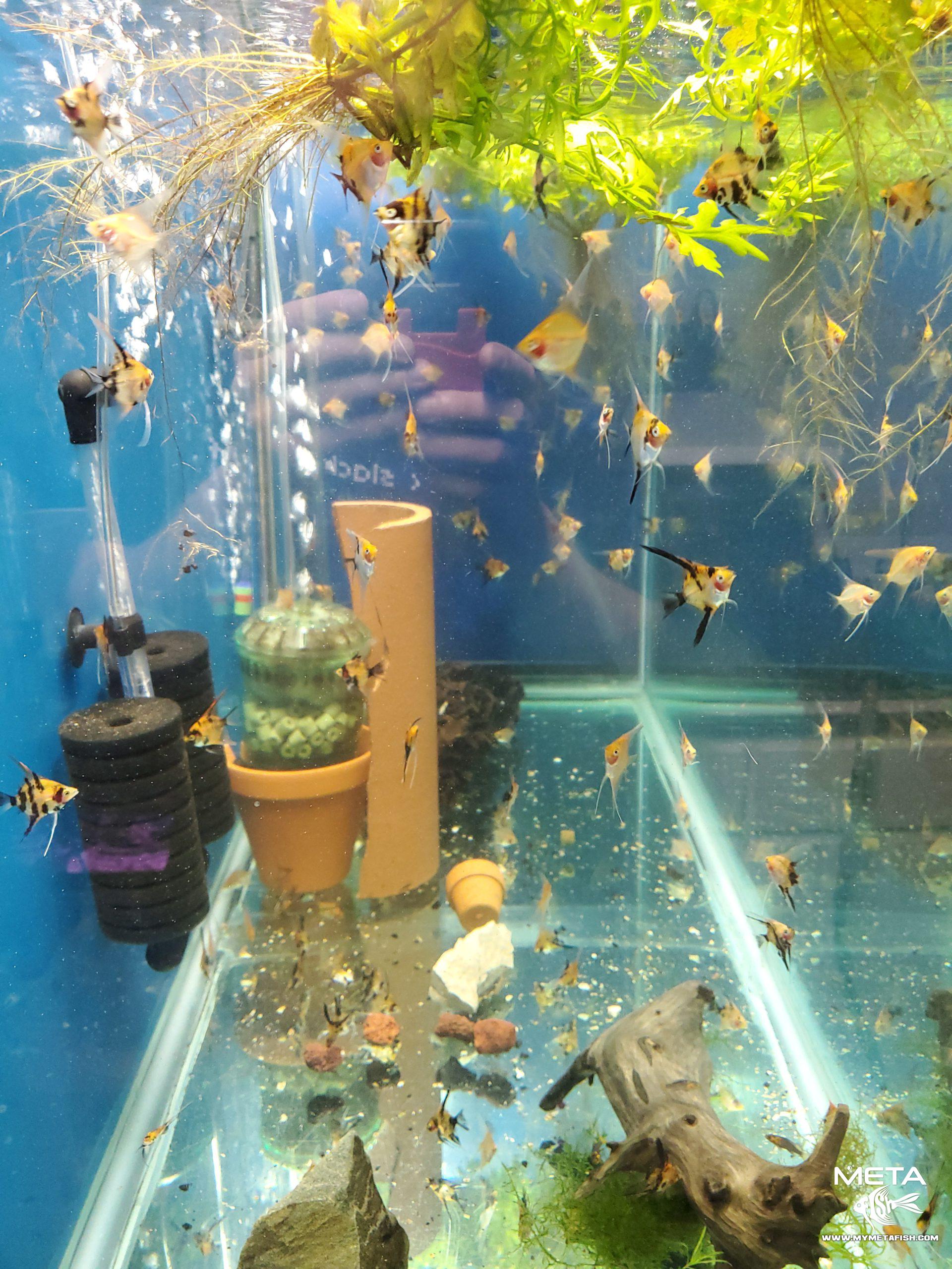 Koi Angelfish - For Sale (2)