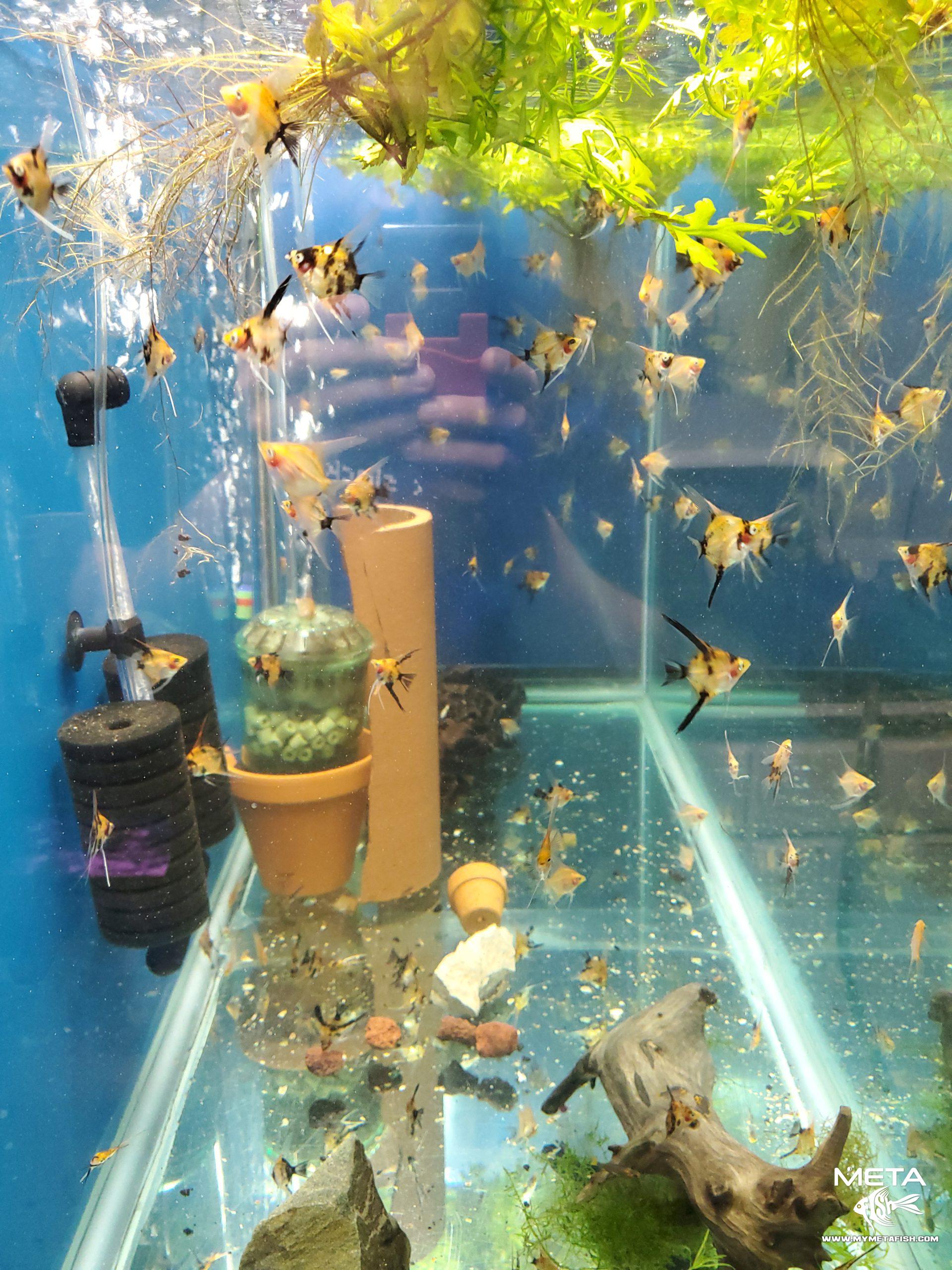 Koi Angelfish - For Sale (3)