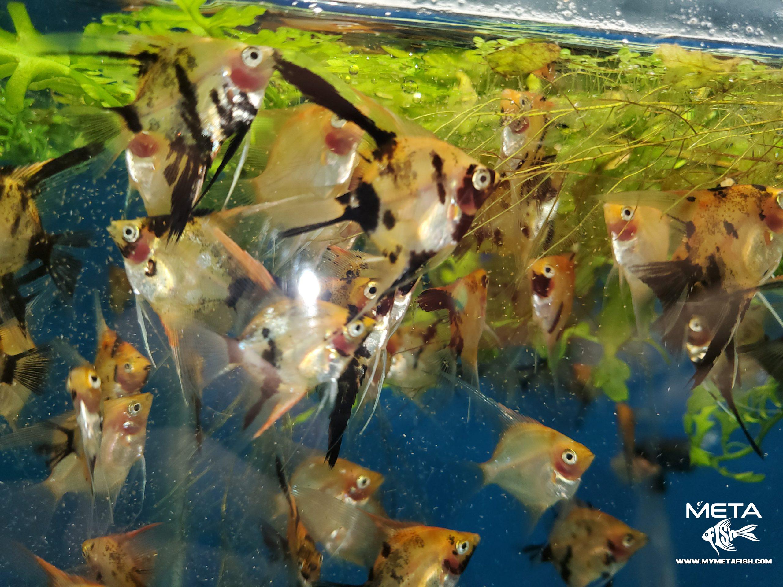 Koi Angelfish - For Sale (4)