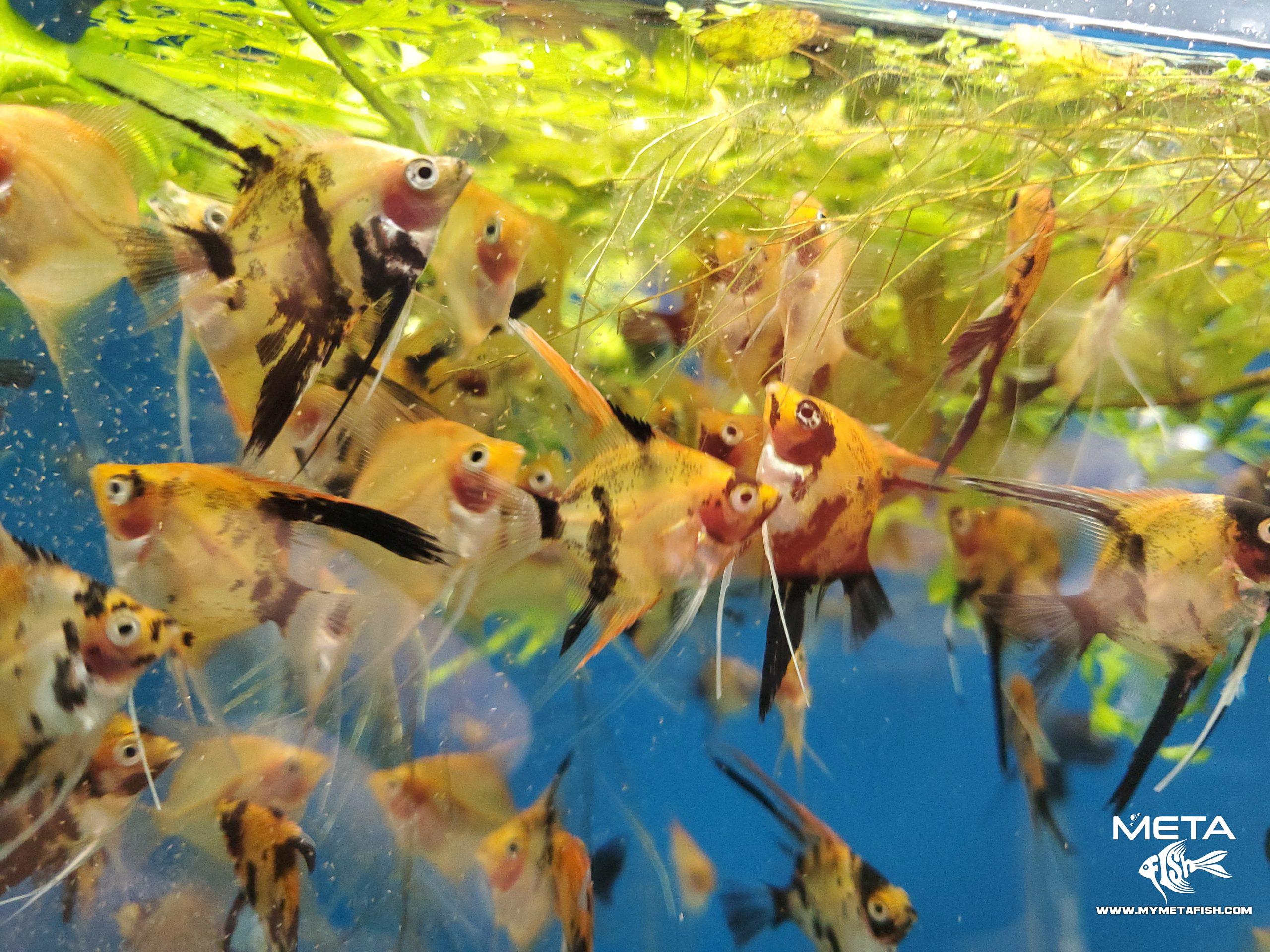Koi Angelfish - For Sale (5)