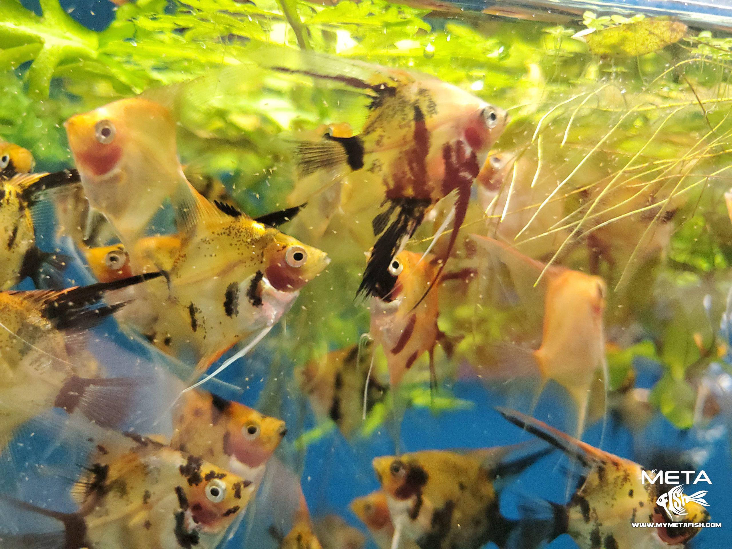 Koi Angelfish - For Sale (6)