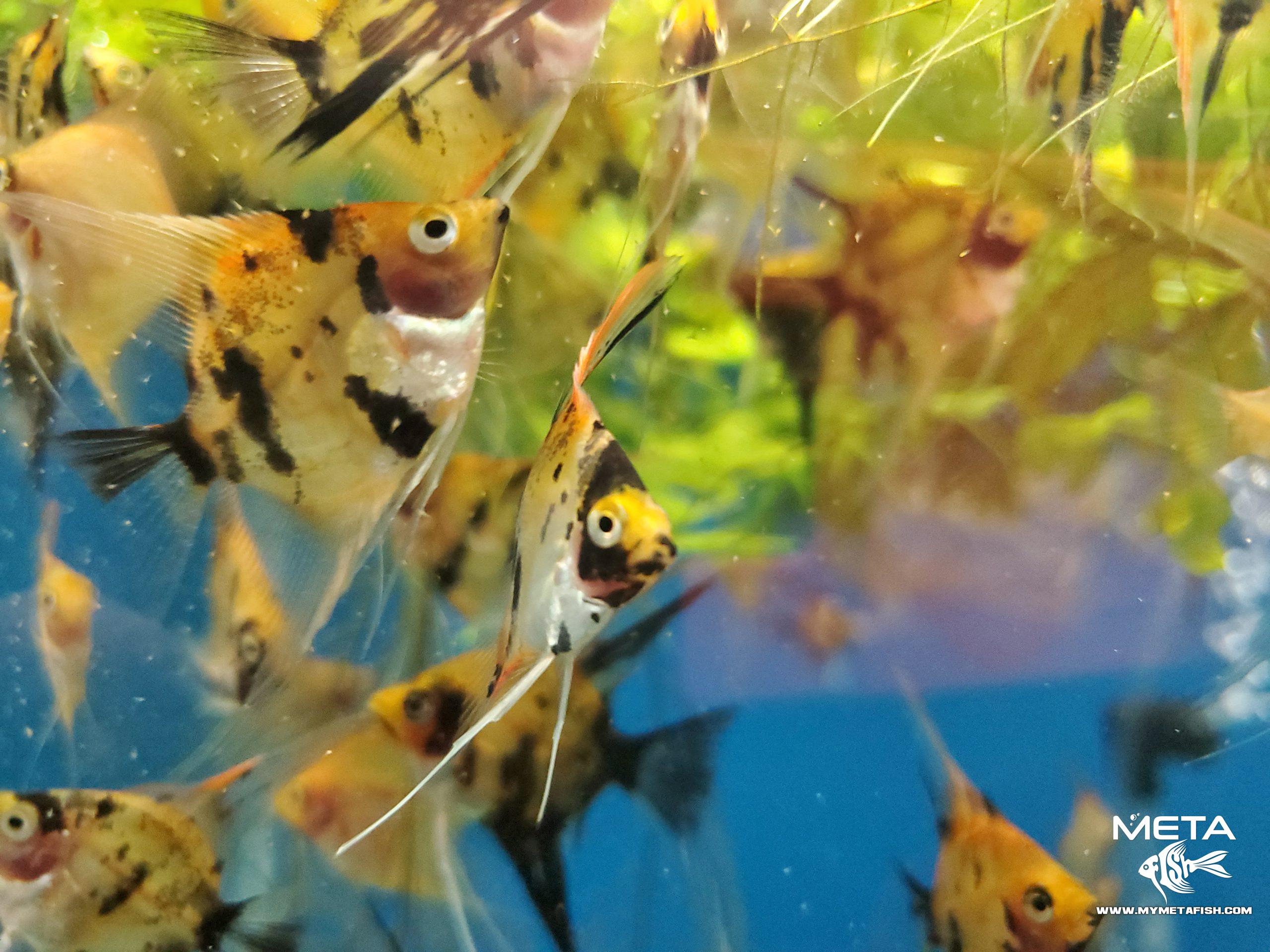 Koi Angelfish - For Sale (8)