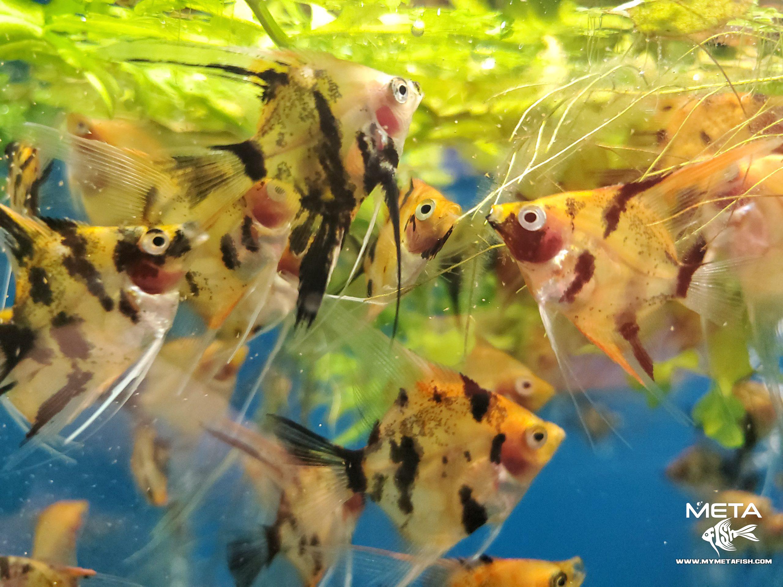 Koi Angelfish - For Sale (9)
