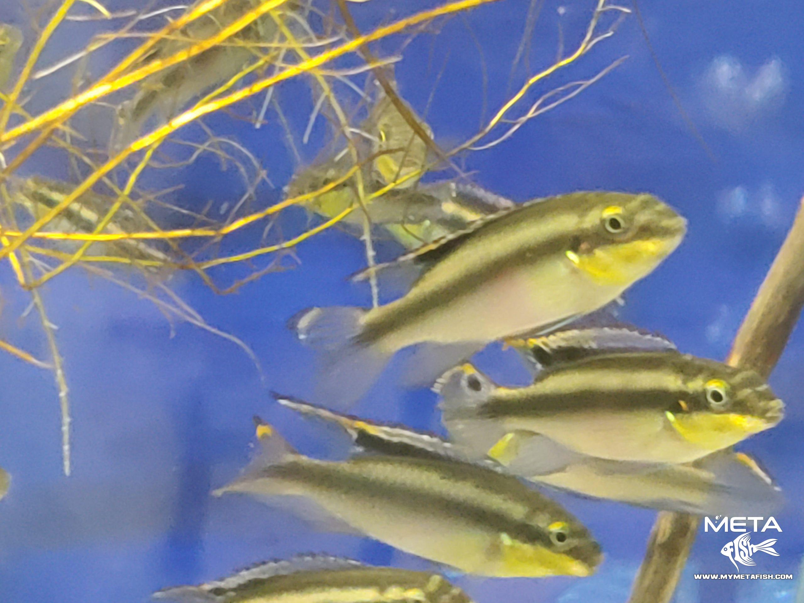 Kribensis - Pelvicachromis Pulcher (1)