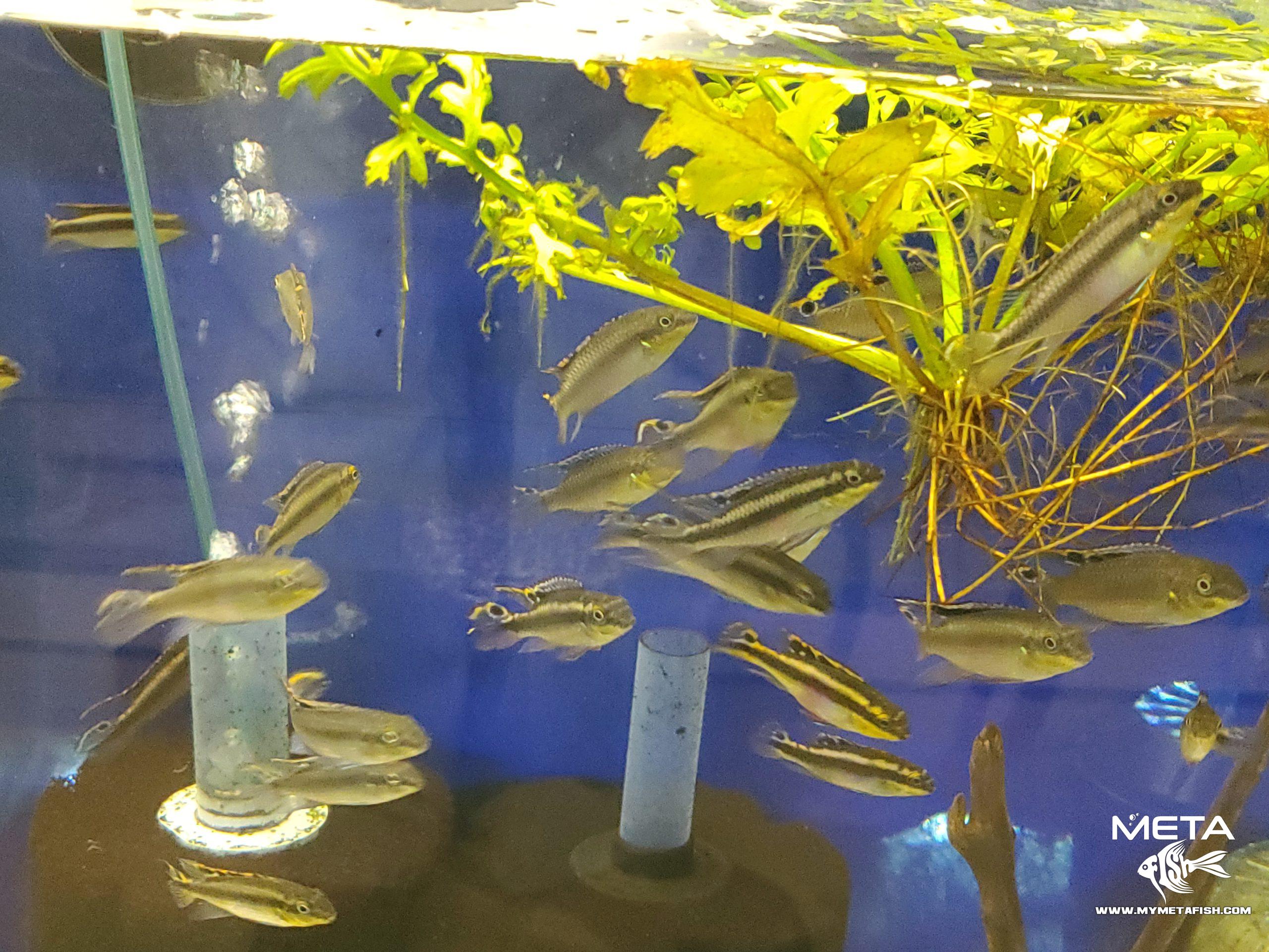 Kribensis - Pelvicachromis Pulcher (2)