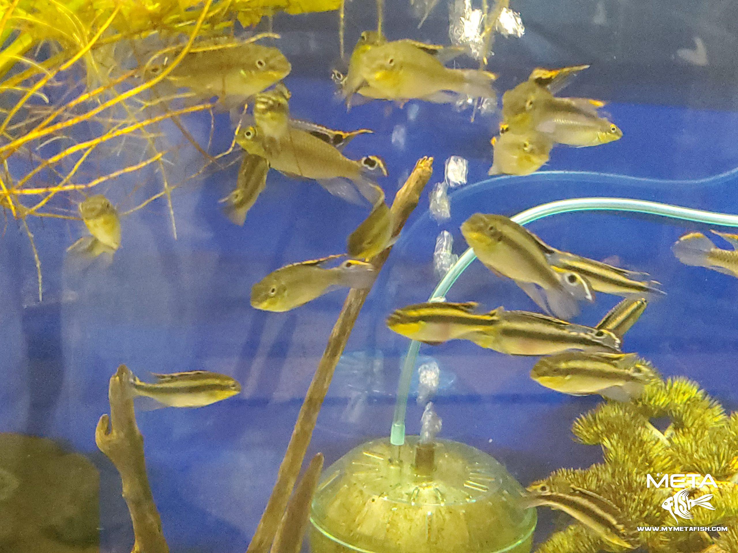 Kribensis - Pelvicachromis Pulcher (3)